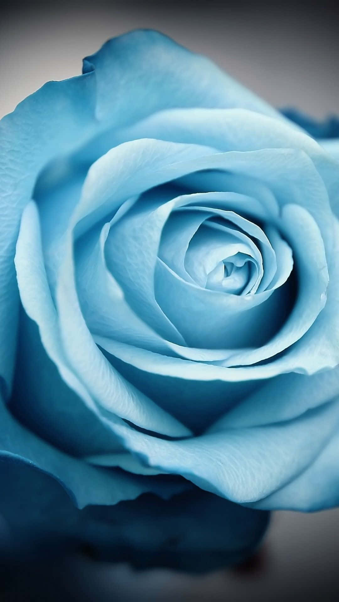 검은 배경에 파란 장미가 보입니다 배경화면