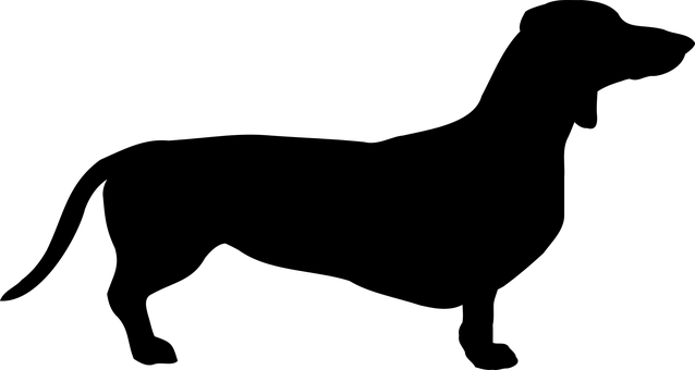 검은 화면 콘텐츠 없음 개 관련 배경화면