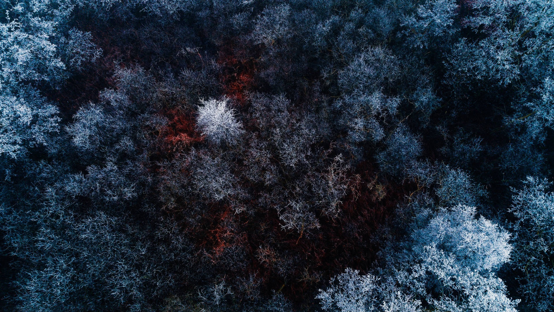 겨울 숲의 조감 미학 배경화면