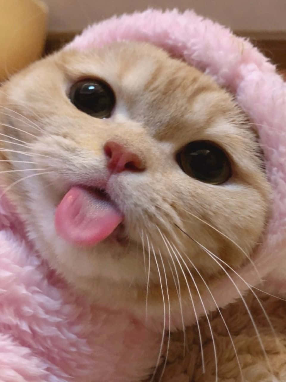 고양이 감성 배경화면