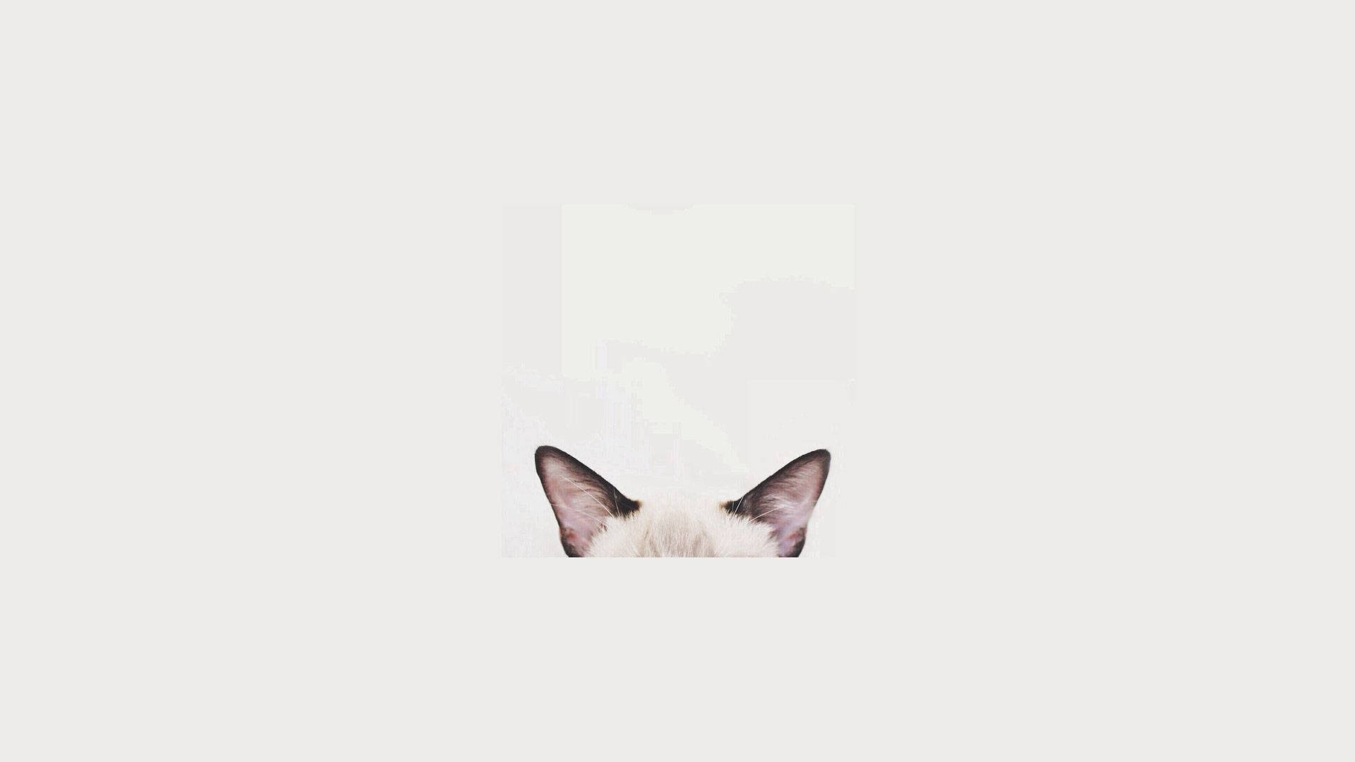 고양이 머리 미니멀리스트 감성 노트북 배경화면