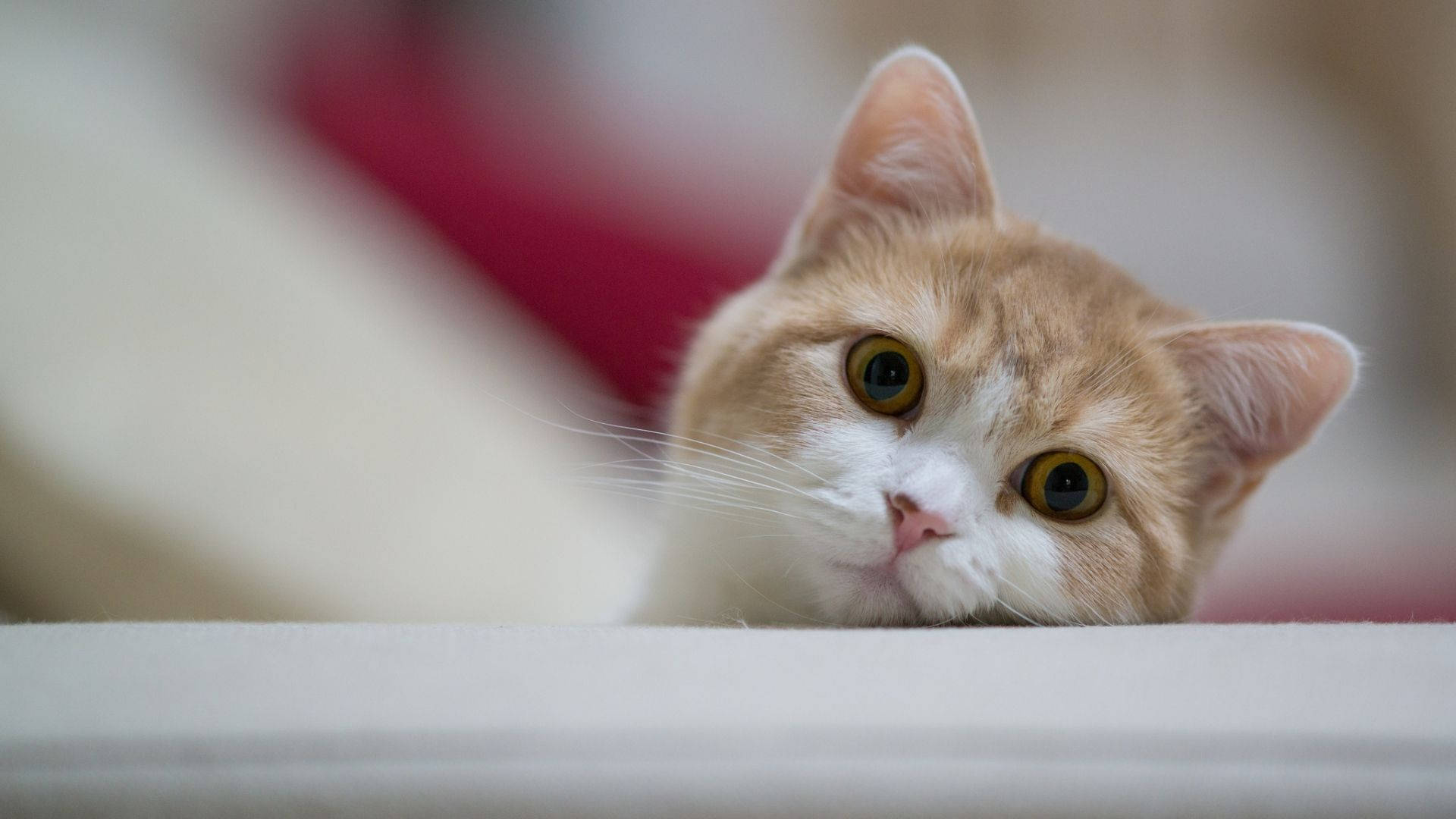 고양이 컴퓨터의 사랑스러운 시선 배경화면