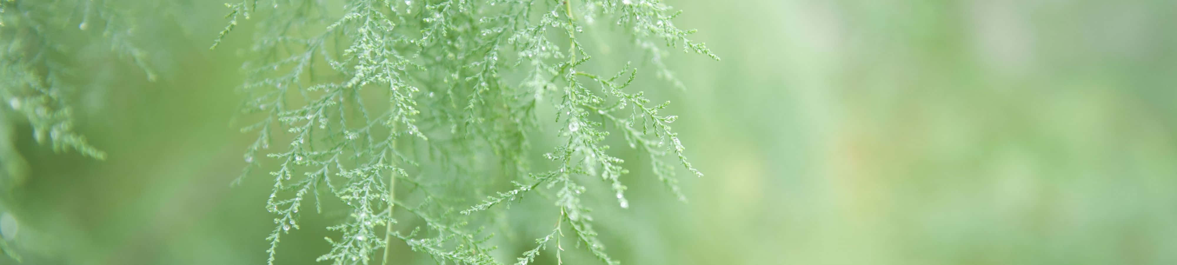 고요한 산의 풍경 배경화면