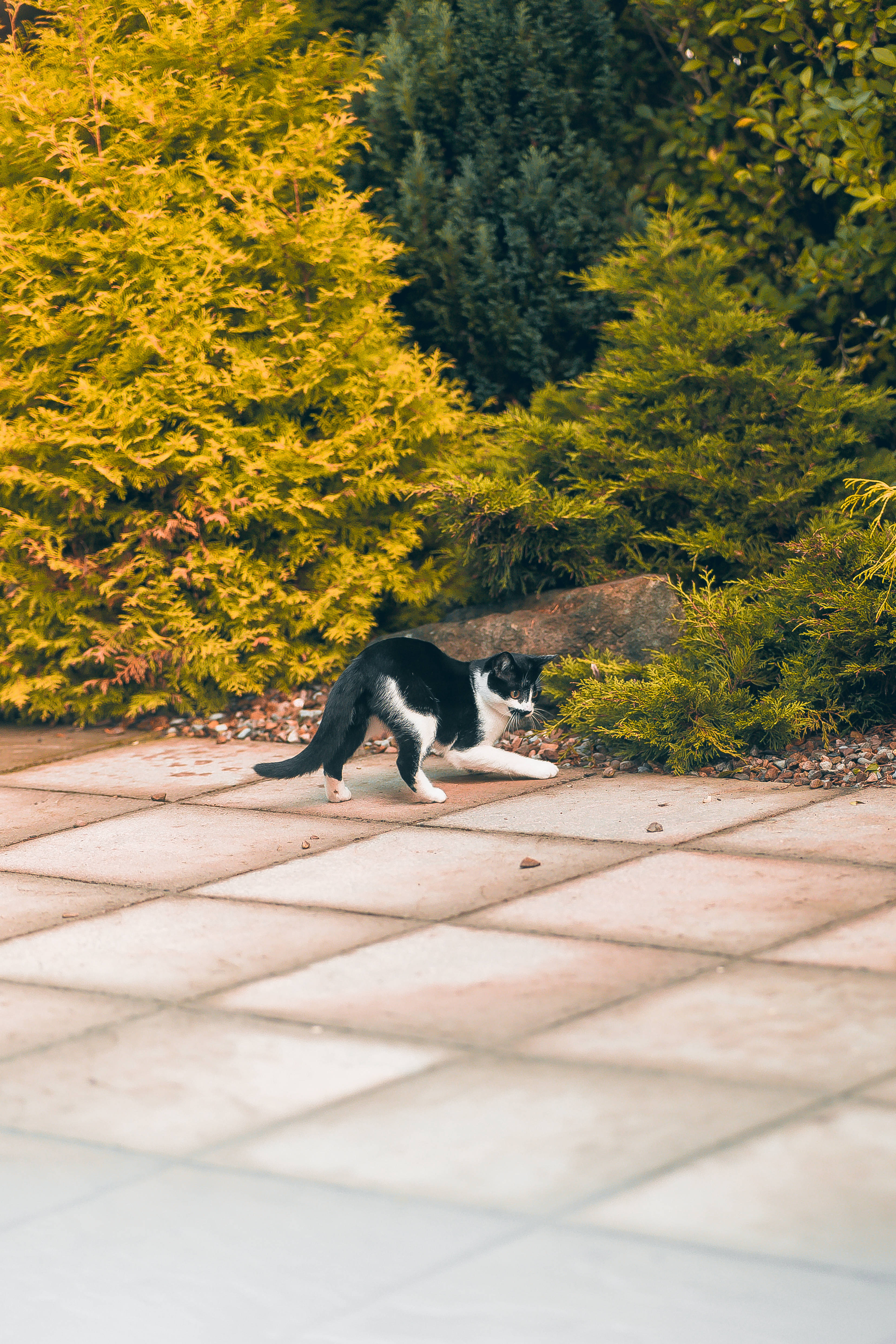 귀여운 고양이 덤벼들 준비 배경화면