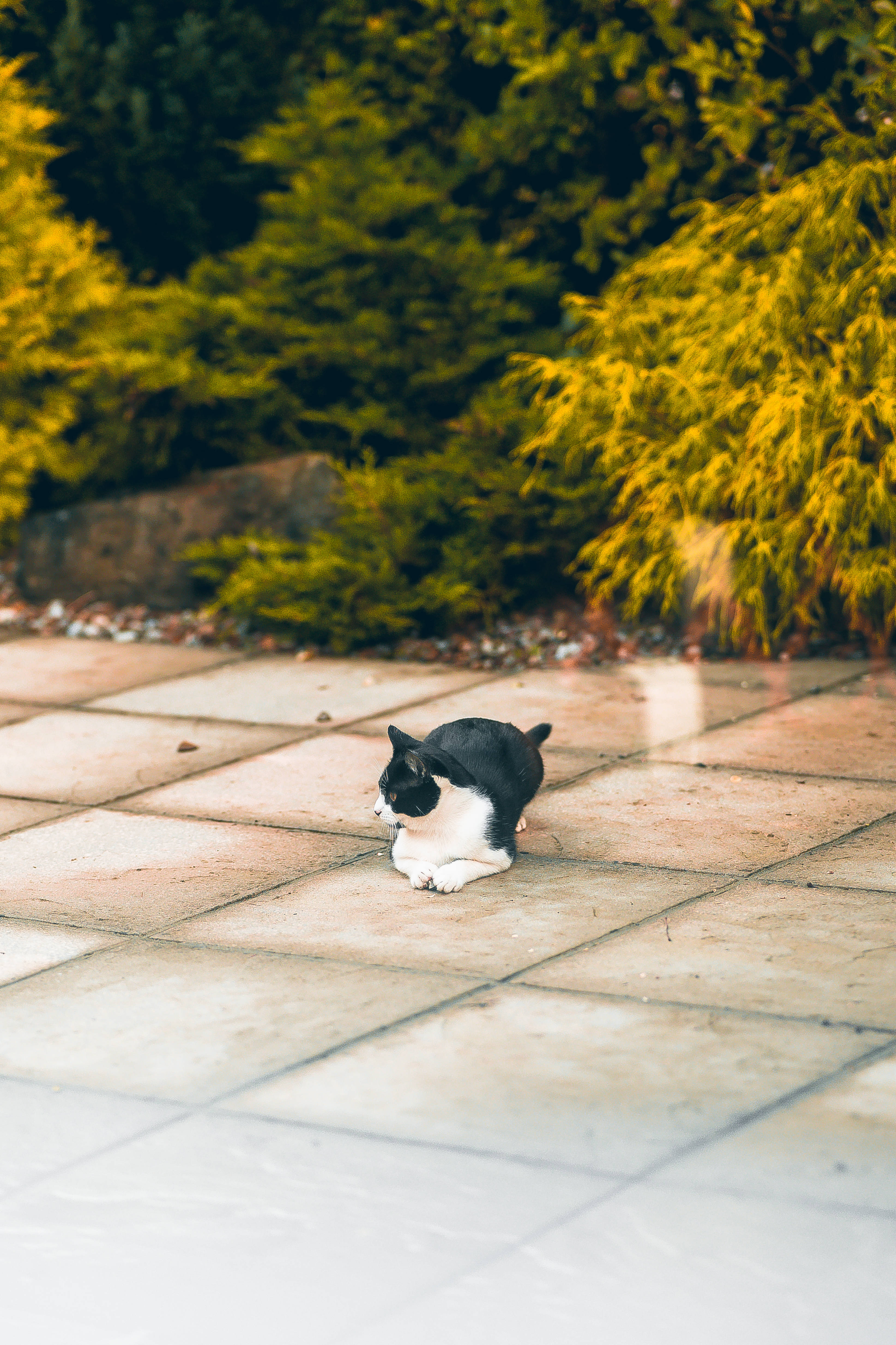 귀여운 고양이 땅에 앉아 배경화면