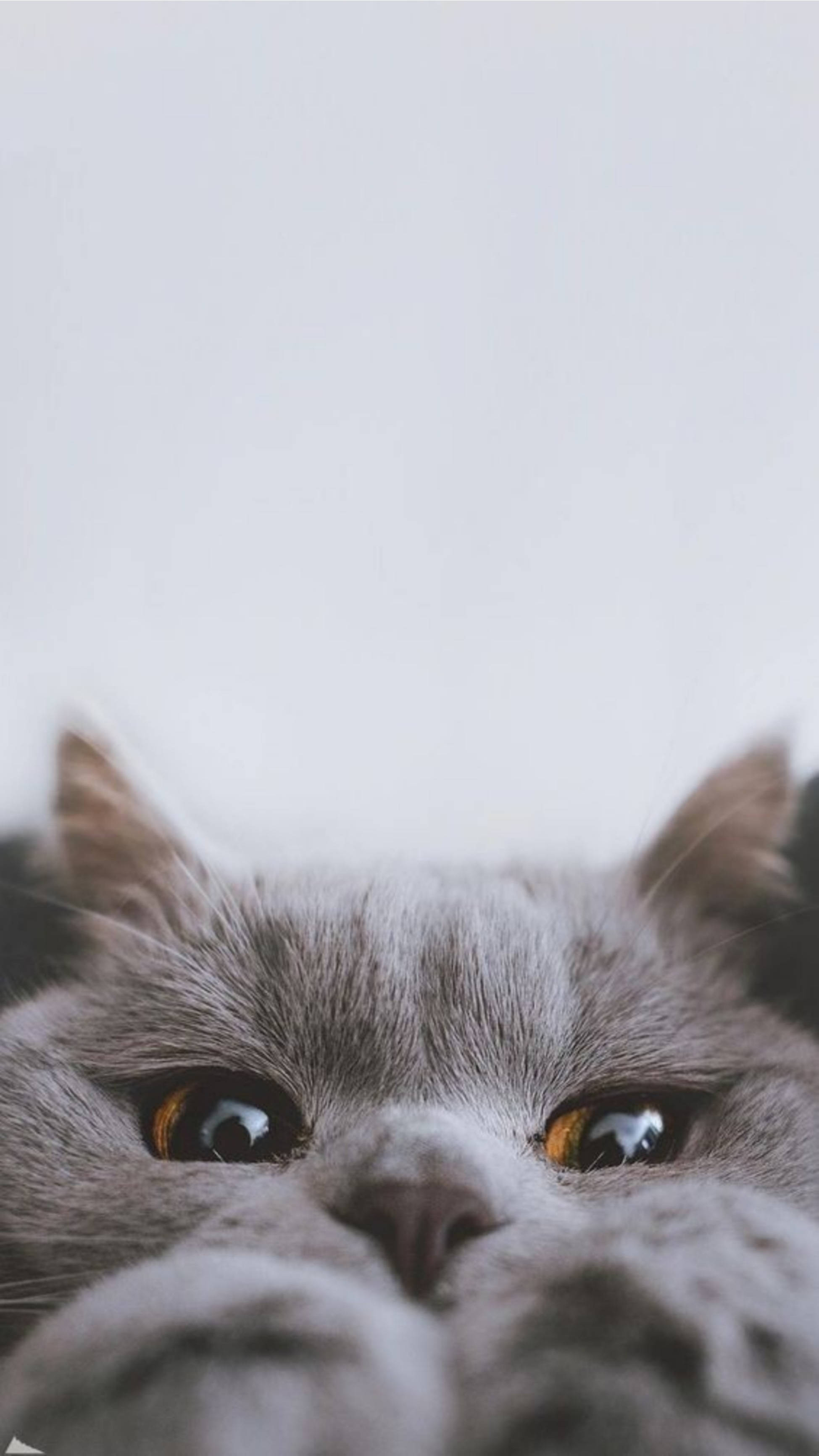 귀여운 고양이 미학 까꿍 배경화면