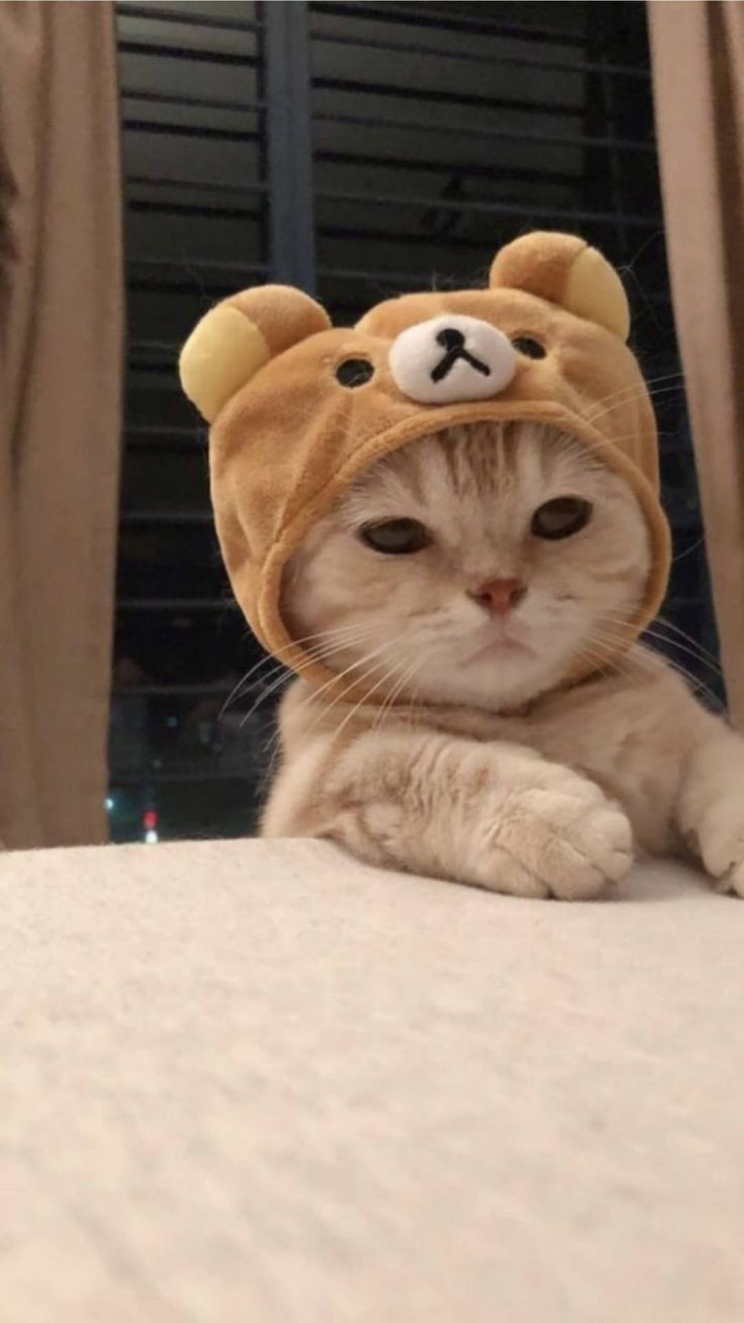 귀여운 고양이 미학 리락쿠마 모자 — 브라운 감성 GIF 배경화면