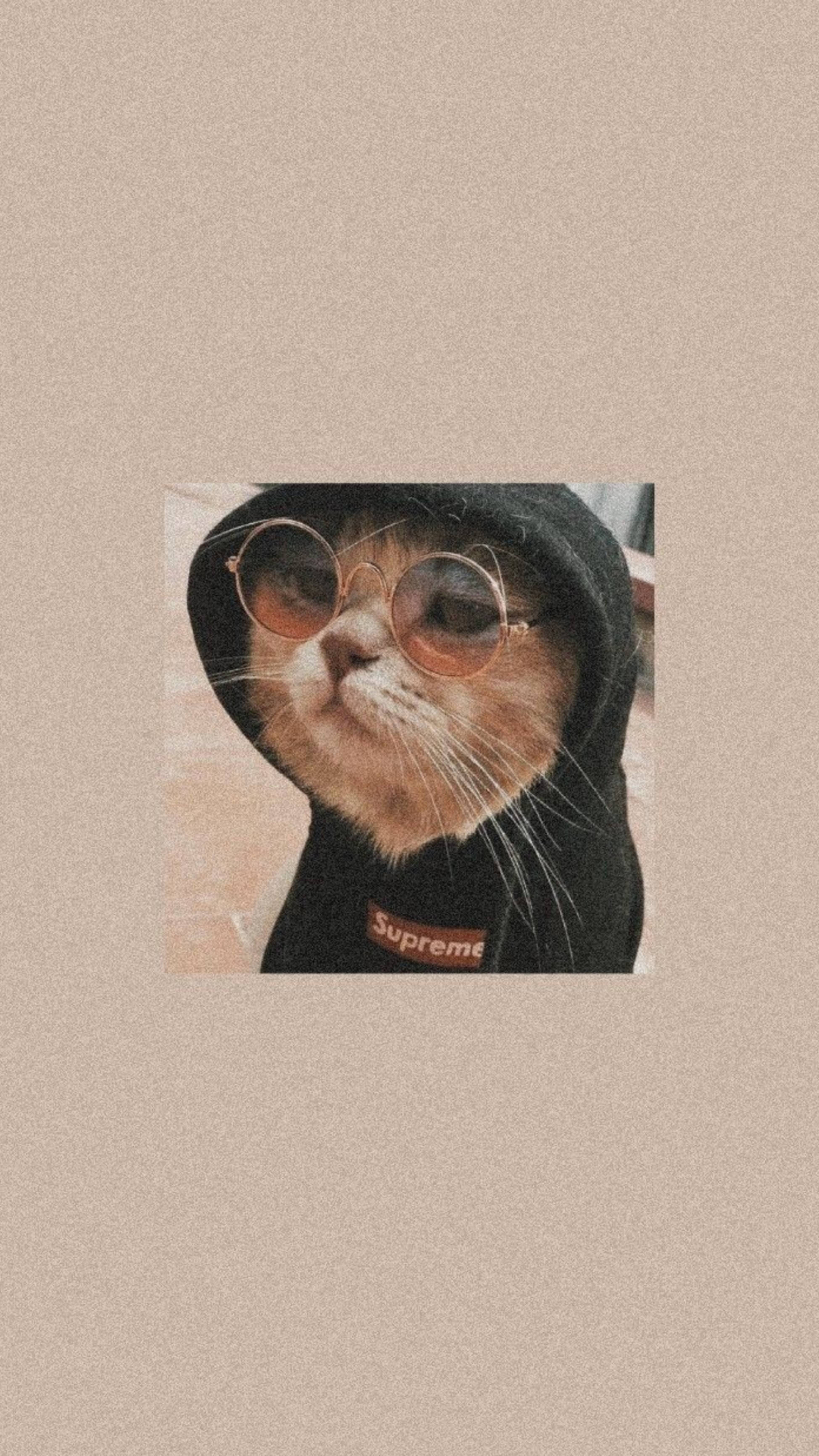귀여운 고양이 미학 블랙 후드티 배경화면
