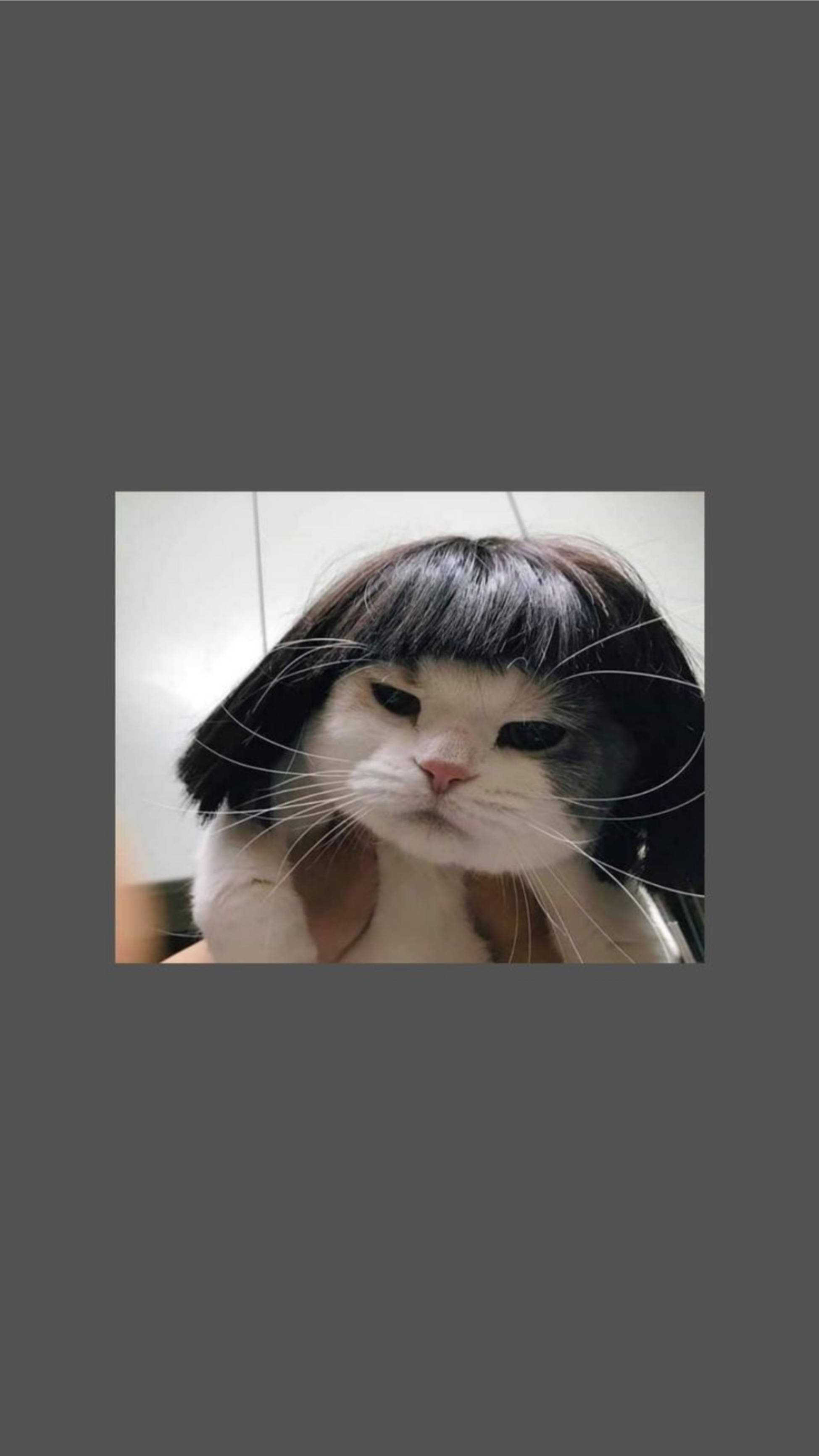 귀여운 고양이 미학 재미있는 짧은 가발 배경화면