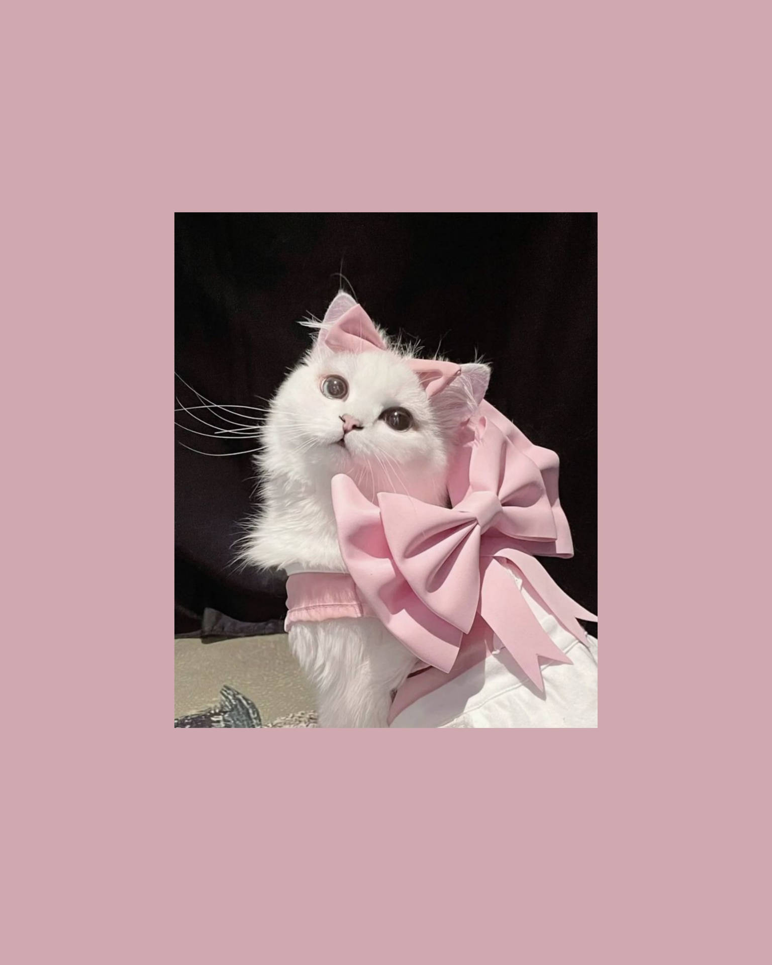 귀여운 고양이 미학 핑크 리본 — 귀여운 감성 GIF 배경화면