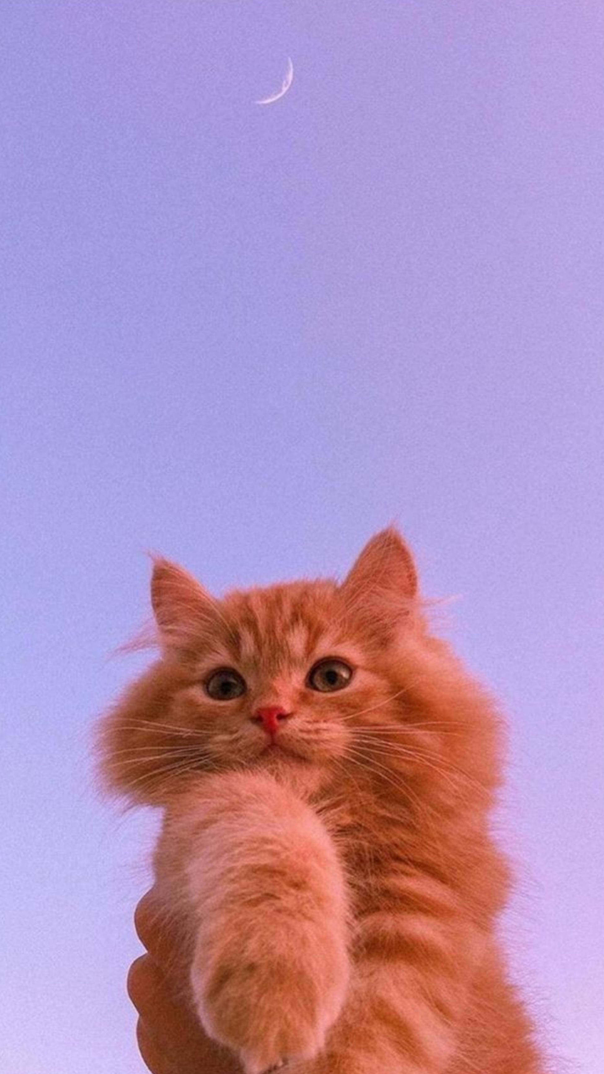 귀여운 고양이 미학과 초승달 배경화면