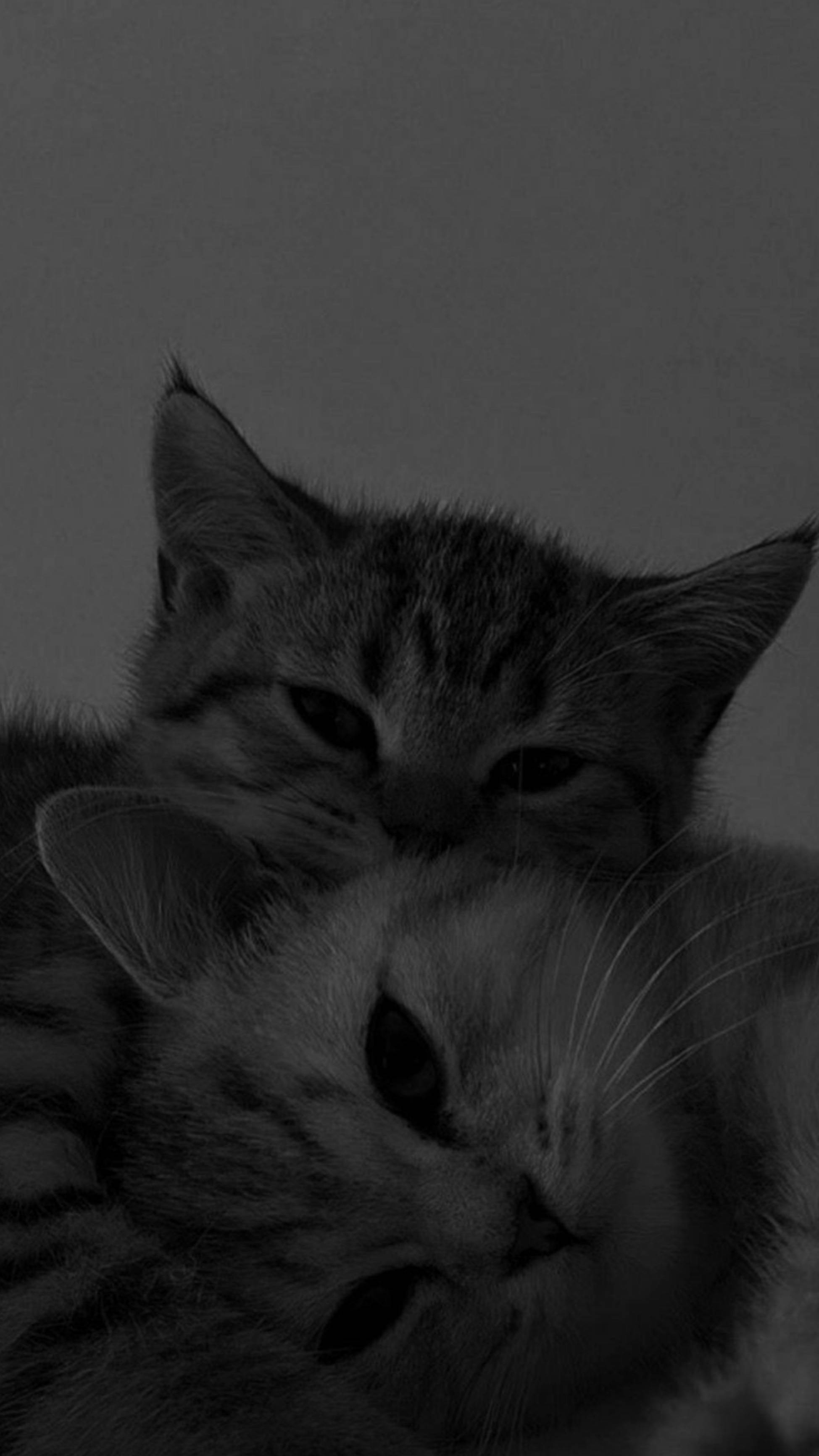 귀여운 고양이 미학이 함께 포옹하는 모습 배경화면