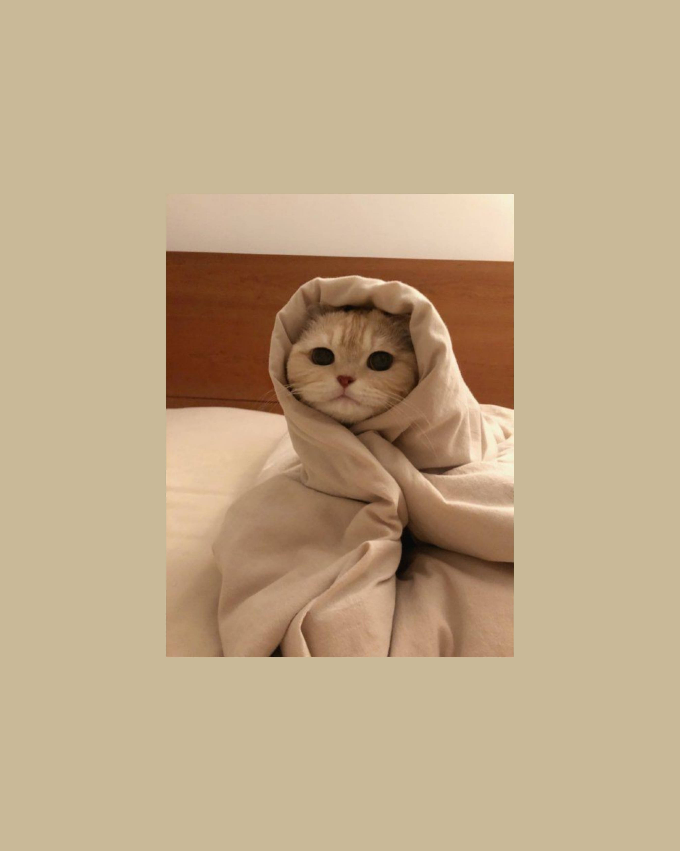 귀여운 고양이 부리또 스타일 감성 배경화면