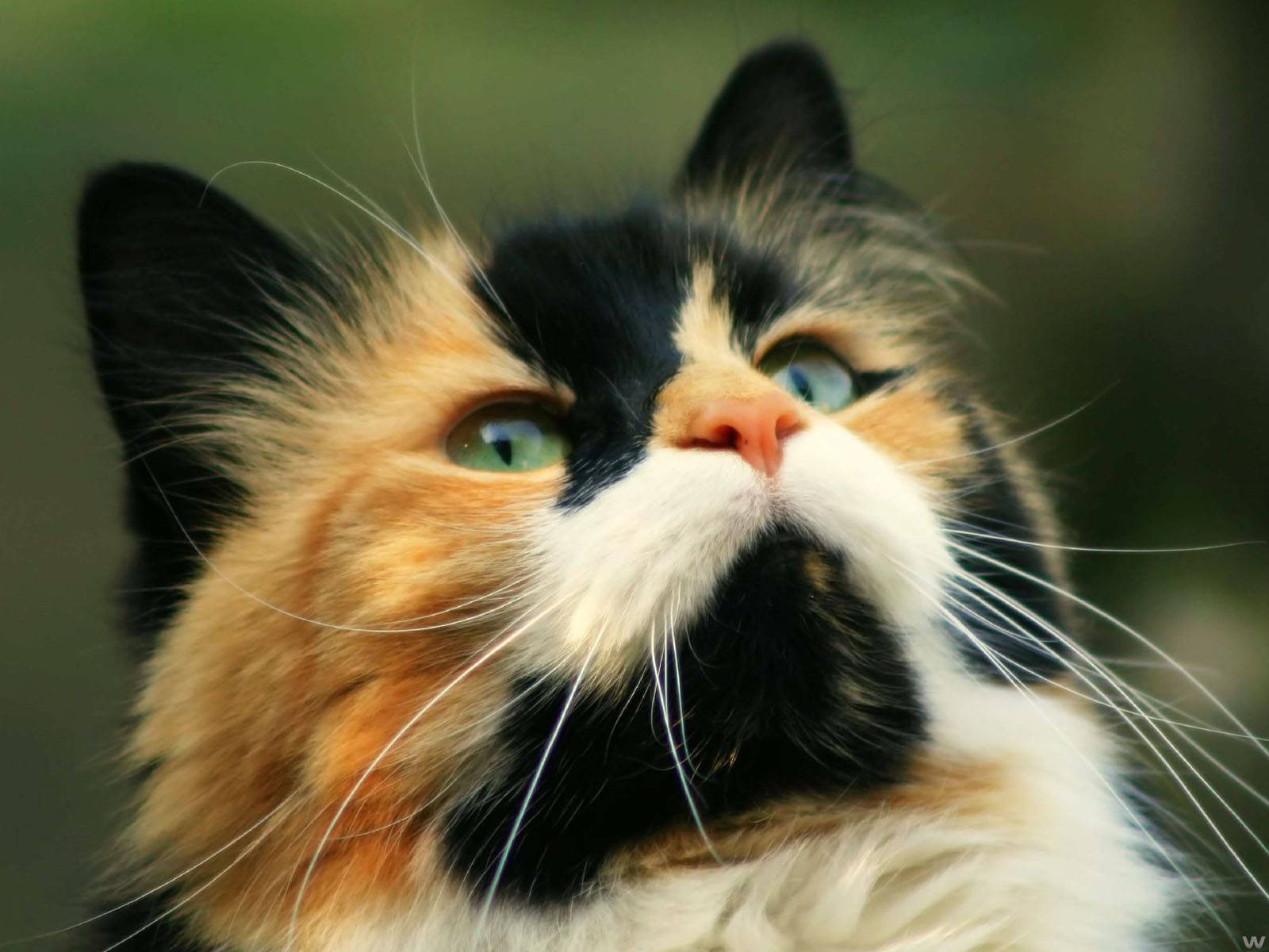 귀여운 고양이 클로즈업 배경화면