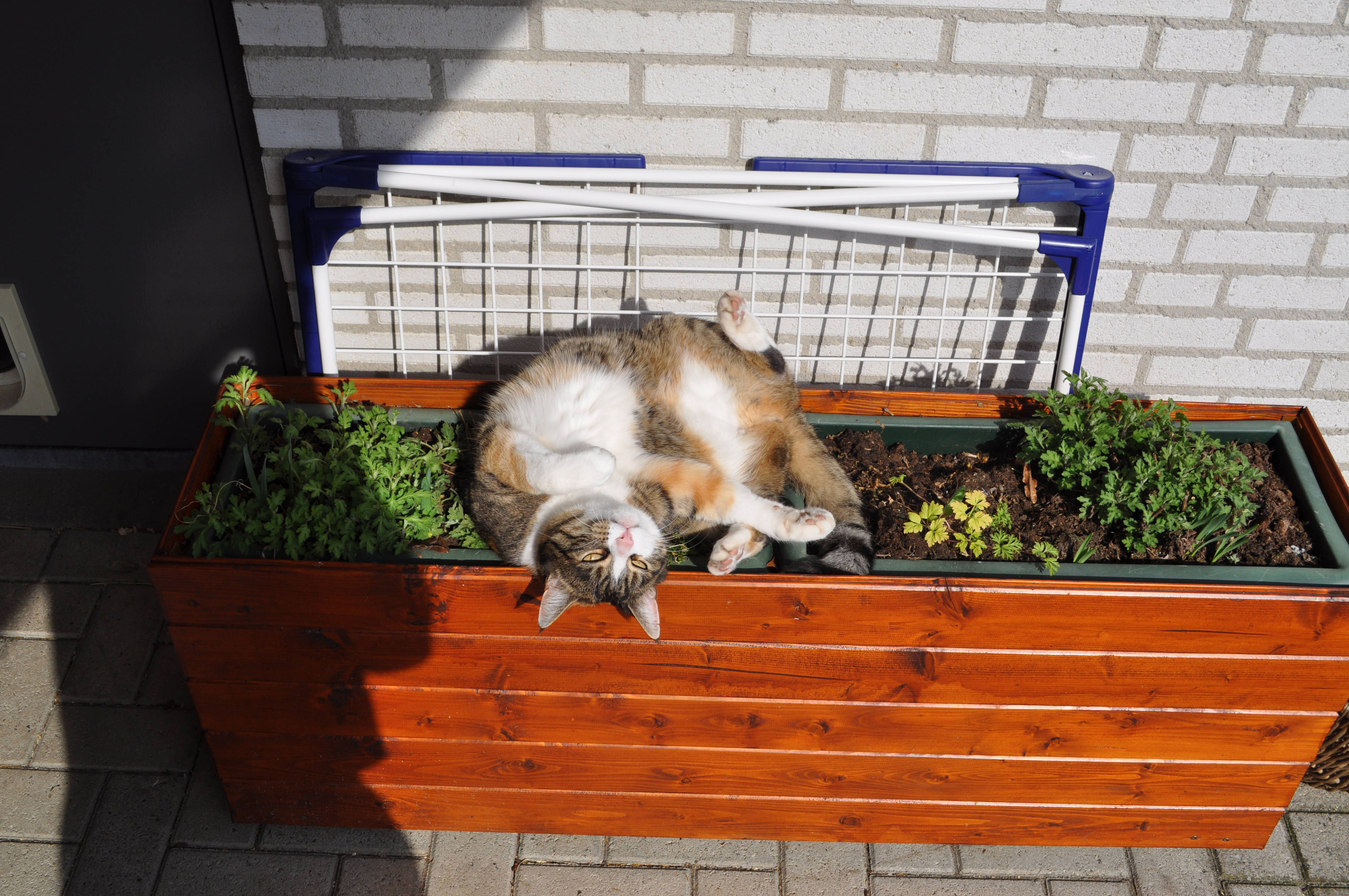 귀여운 고양이 화분 위 배경화면