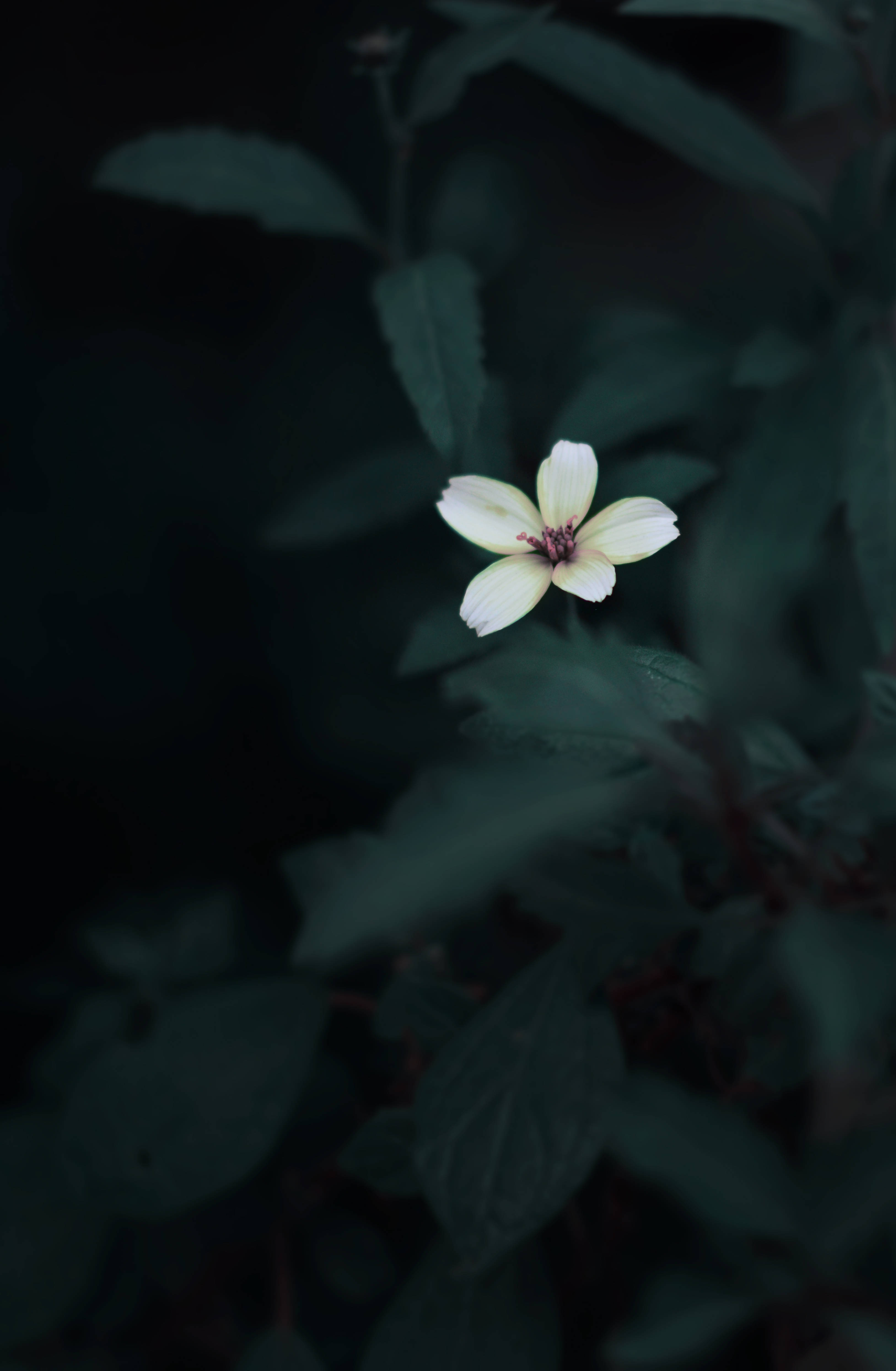 귀여운 꽃 다크 그린 에스테틱 배경화면
