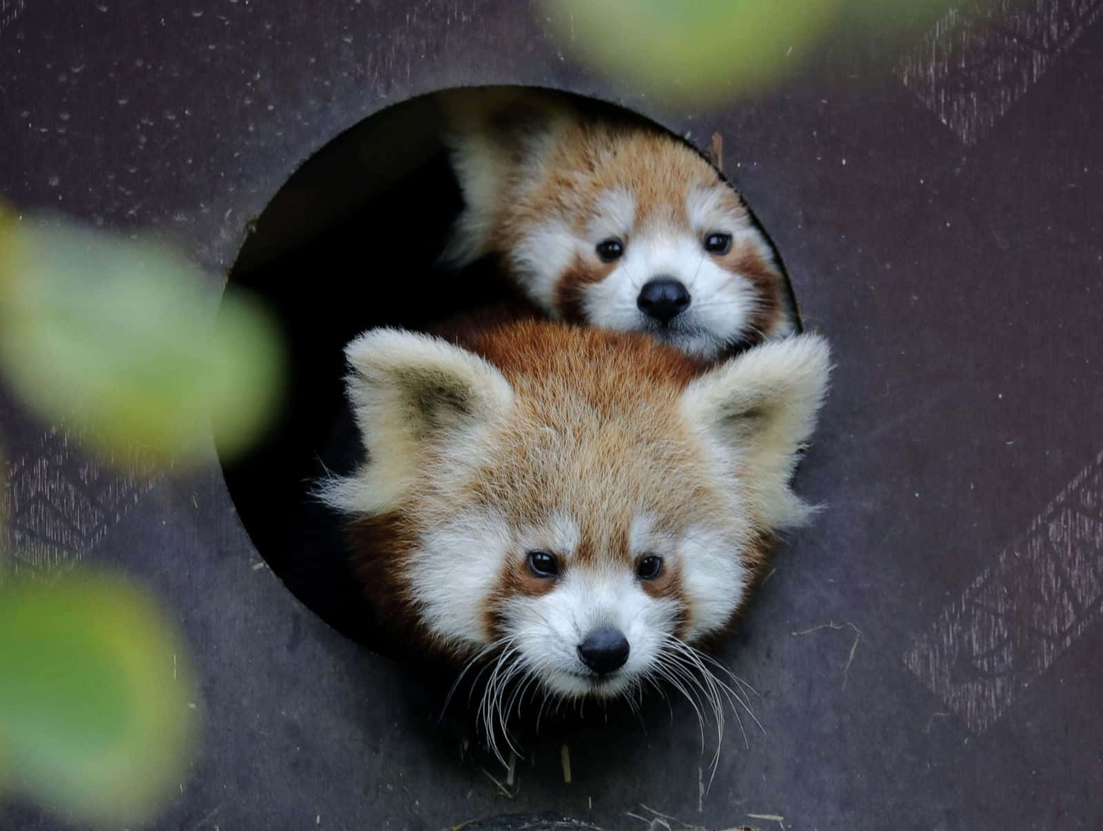 귀여운 레서판다 사진 배경화면