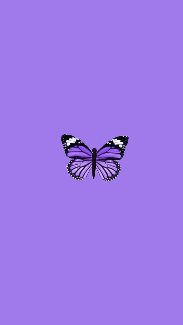 귀여운 보라색 나비, 초원에서 햇볕을 쬐며 배경화면