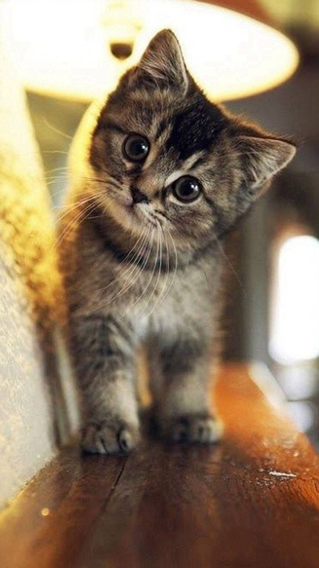 귀여운 순진한 얼룩고양이 아이폰 배경화면