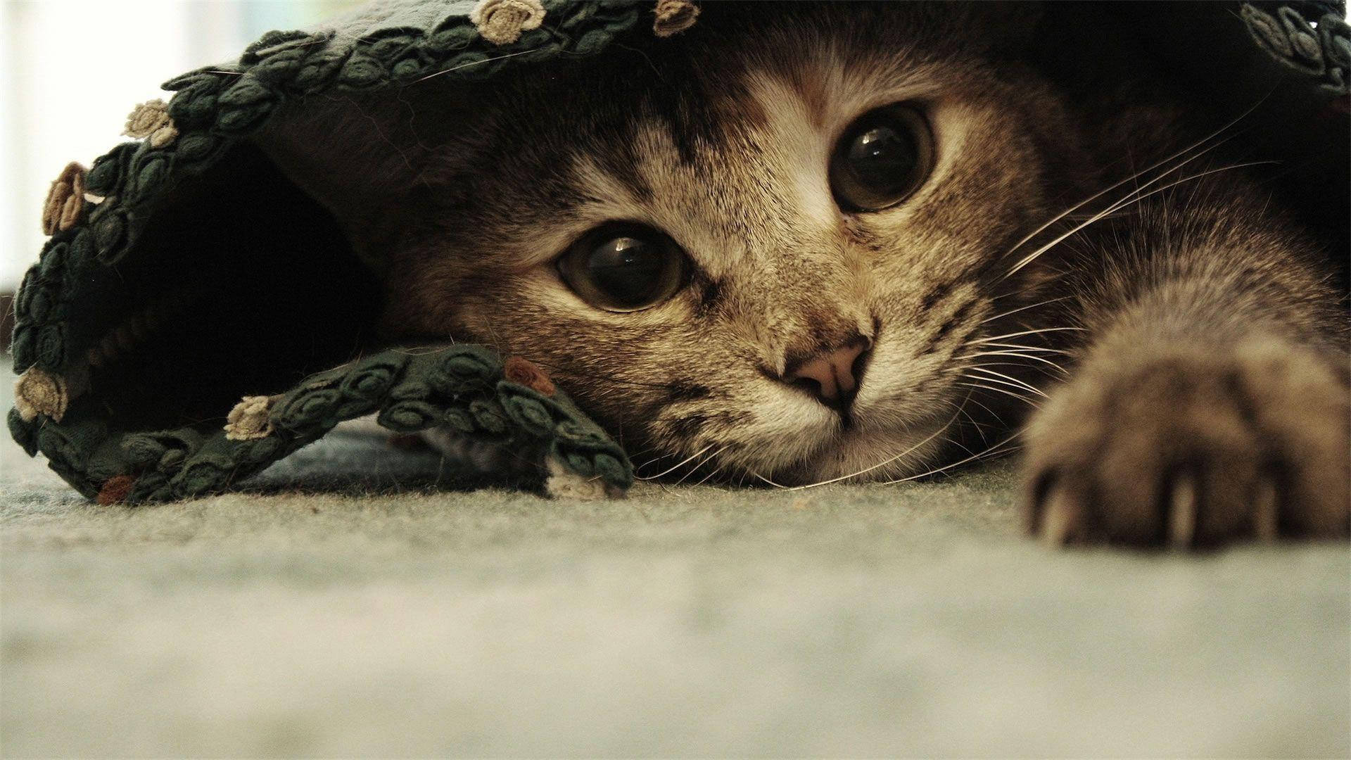 귀여운 웃긴 고양이 시트 아래 배경화면