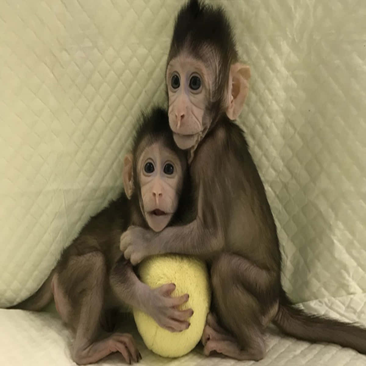 귀여운 원숭이가 미소를 짓게 만듭니다 배경화면