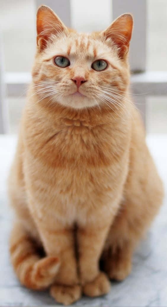 귀여운 치즈냥이 사진 배경화면