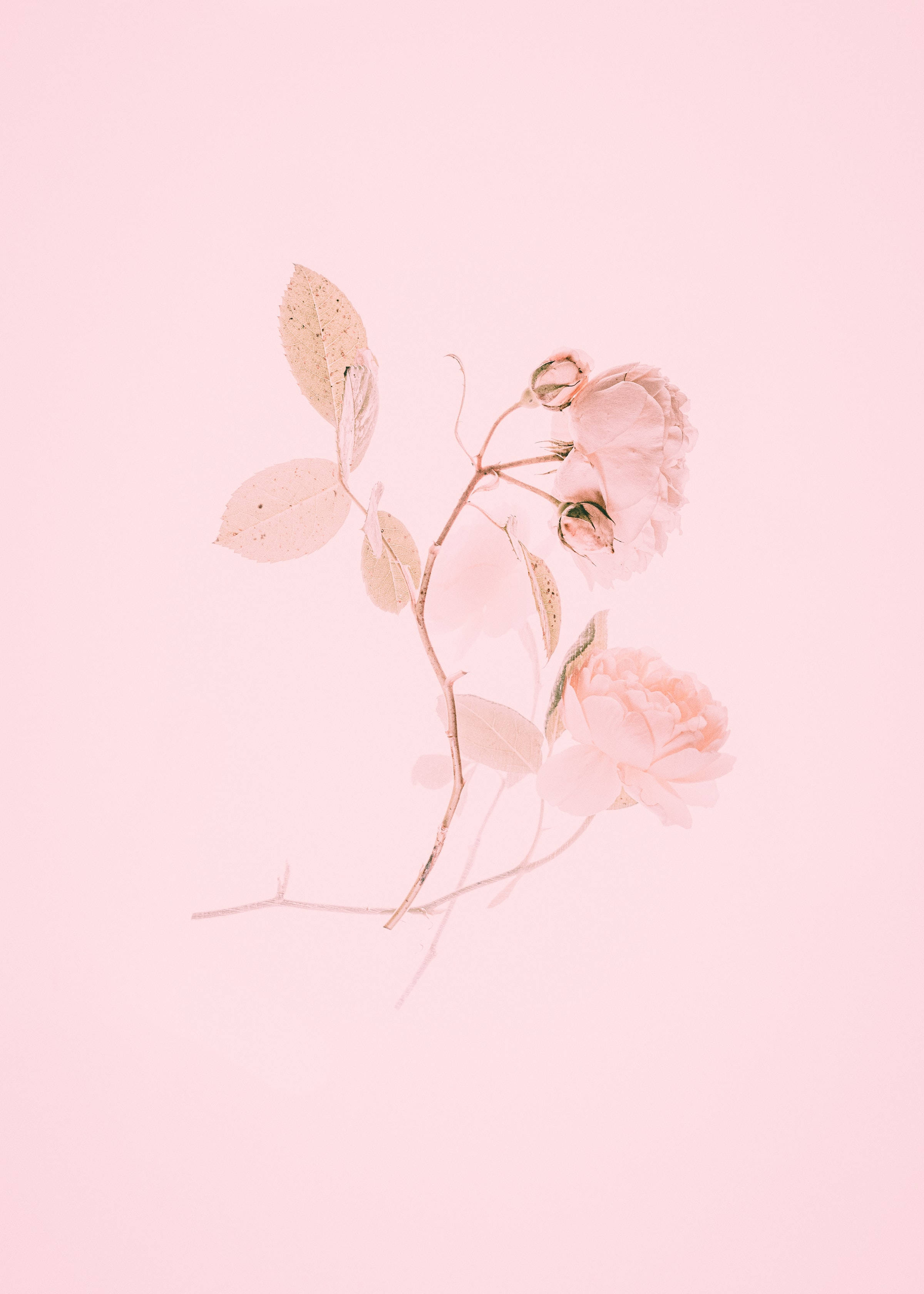귀여운 핑크 감성 장미 그림 배경화면