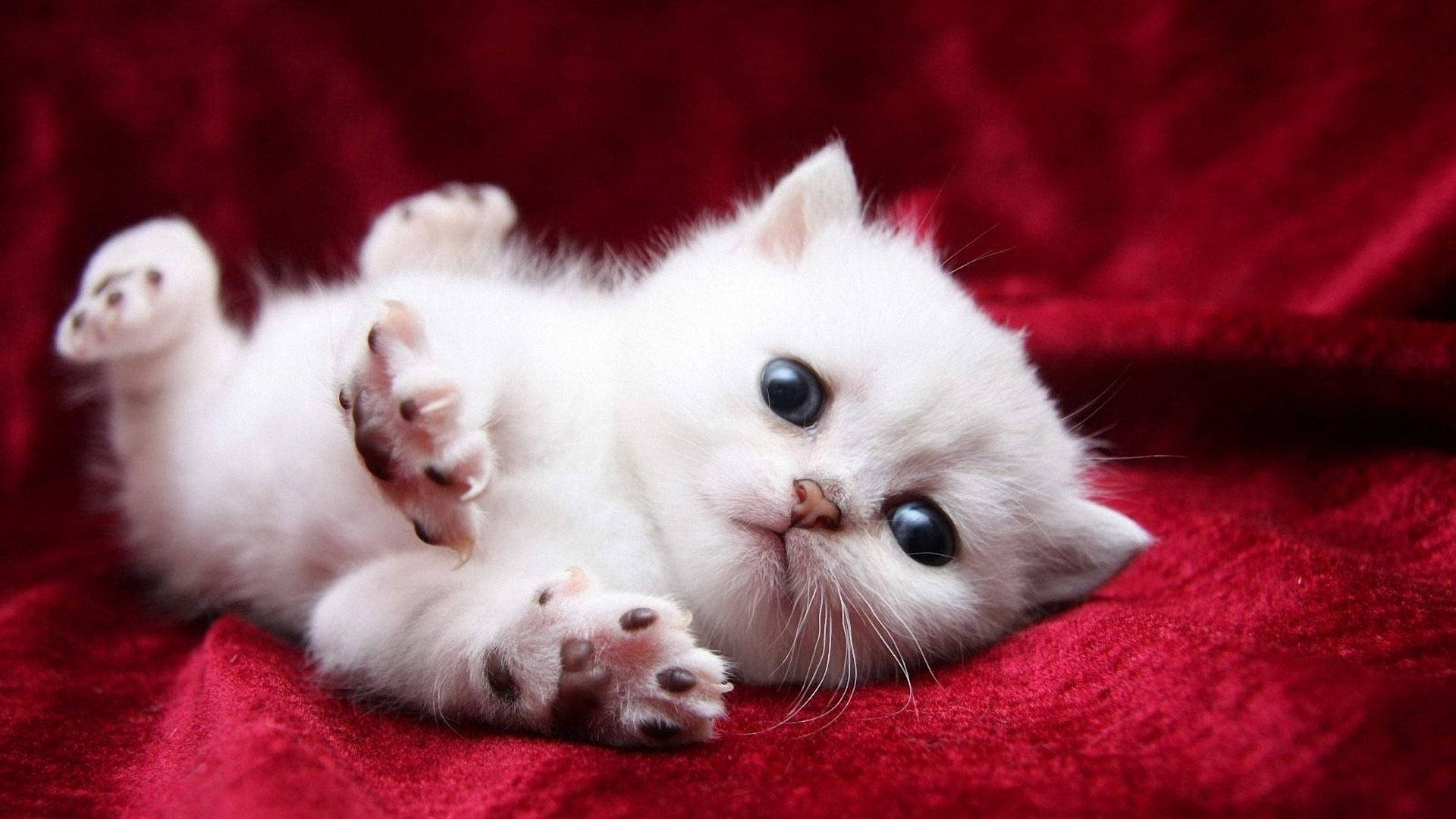 귀여운 흰 고양이 배경화면