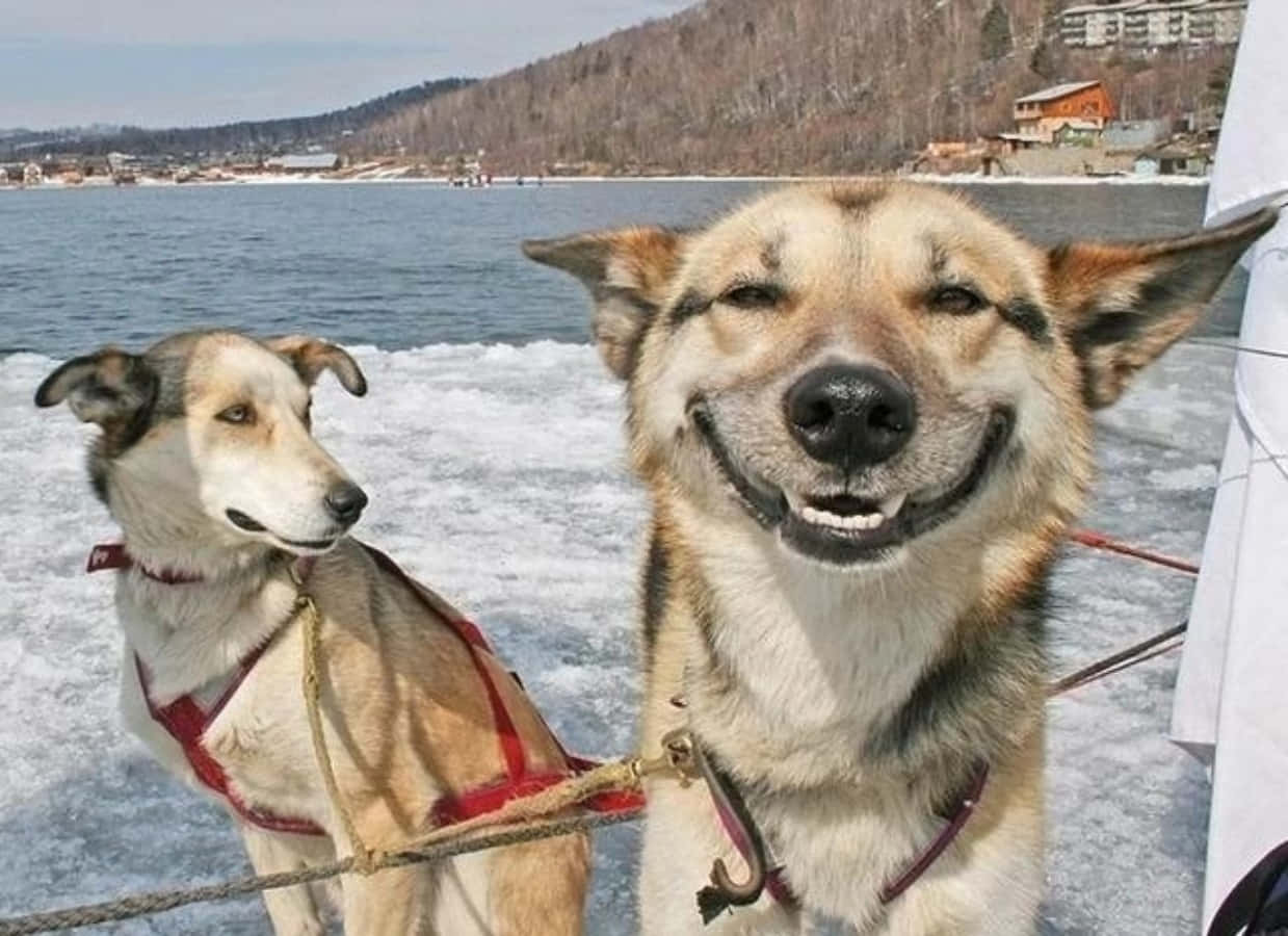 귀엽게 웃는 재미있는 강아지 사진 배경화면