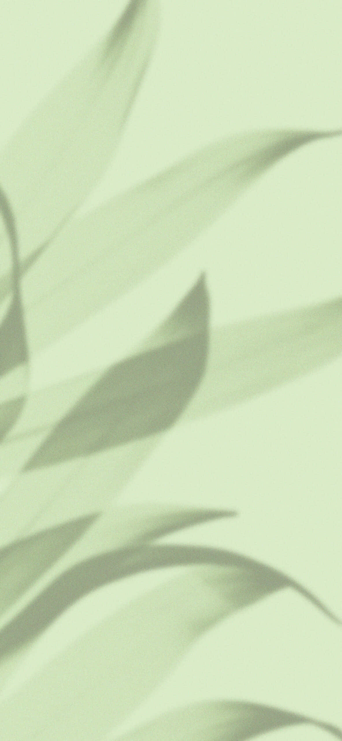 그림자 잎사귀, 연한 초록 배경 배경화면