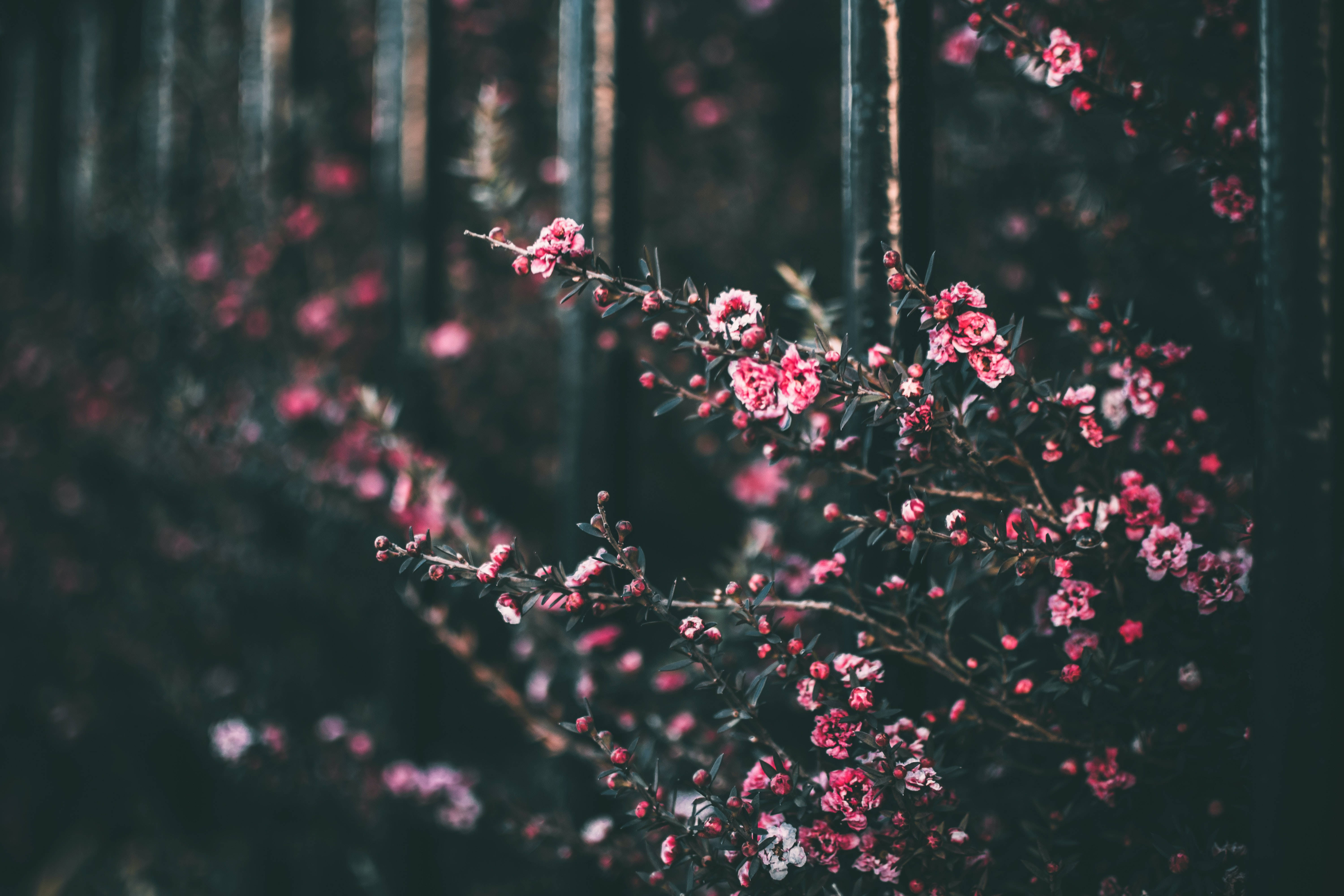 그림자 진 분홍 꽃 배경 배경화면