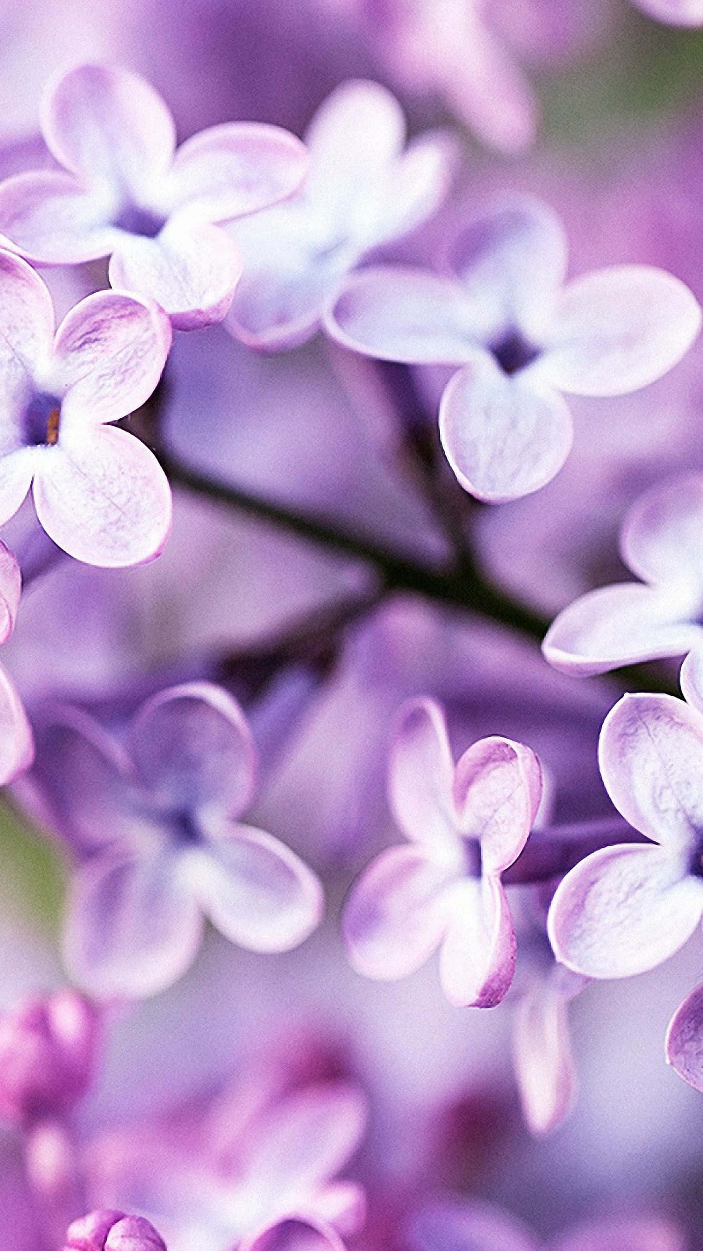 꽃 아이폰으로 자연의 아름다움을 느껴보세요 배경화면