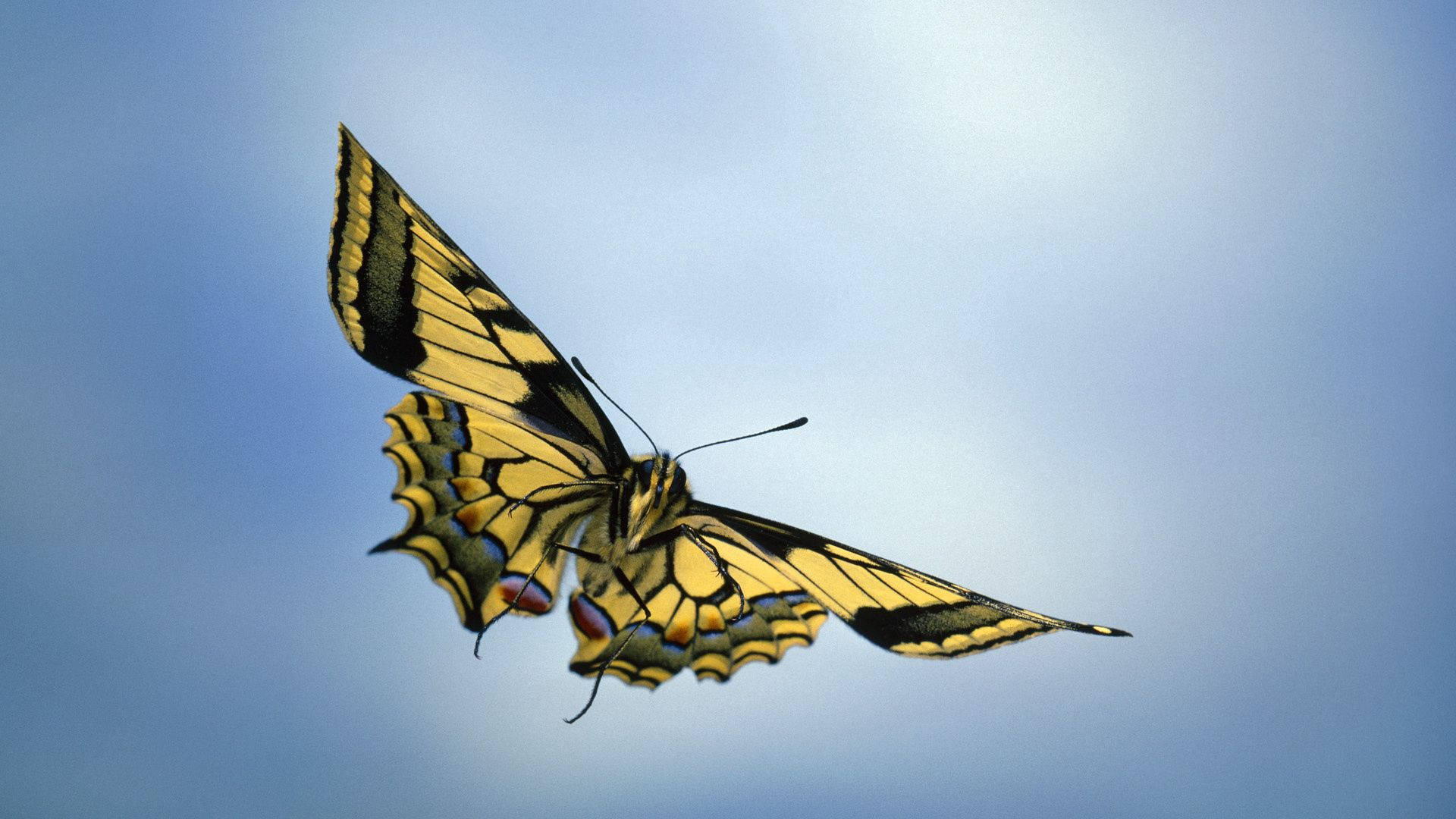 하늘, 나비, 날개 미리보기 배경화면