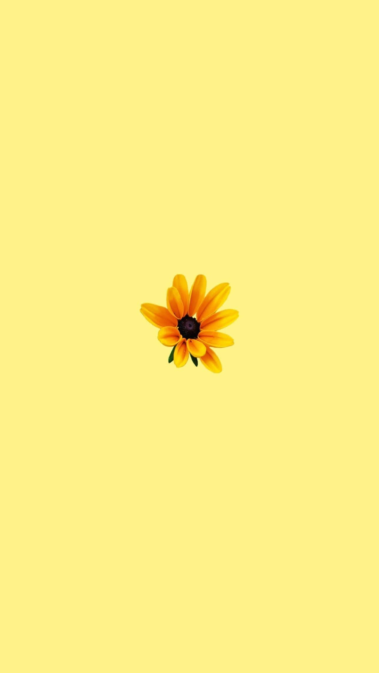 노란 배경 위의 노란 꽃 배경화면