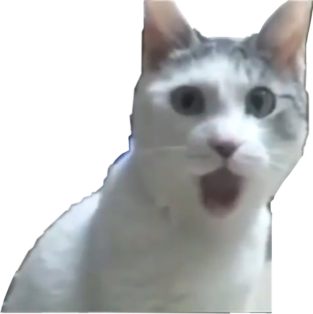 놀란 고양이 밈 배경화면