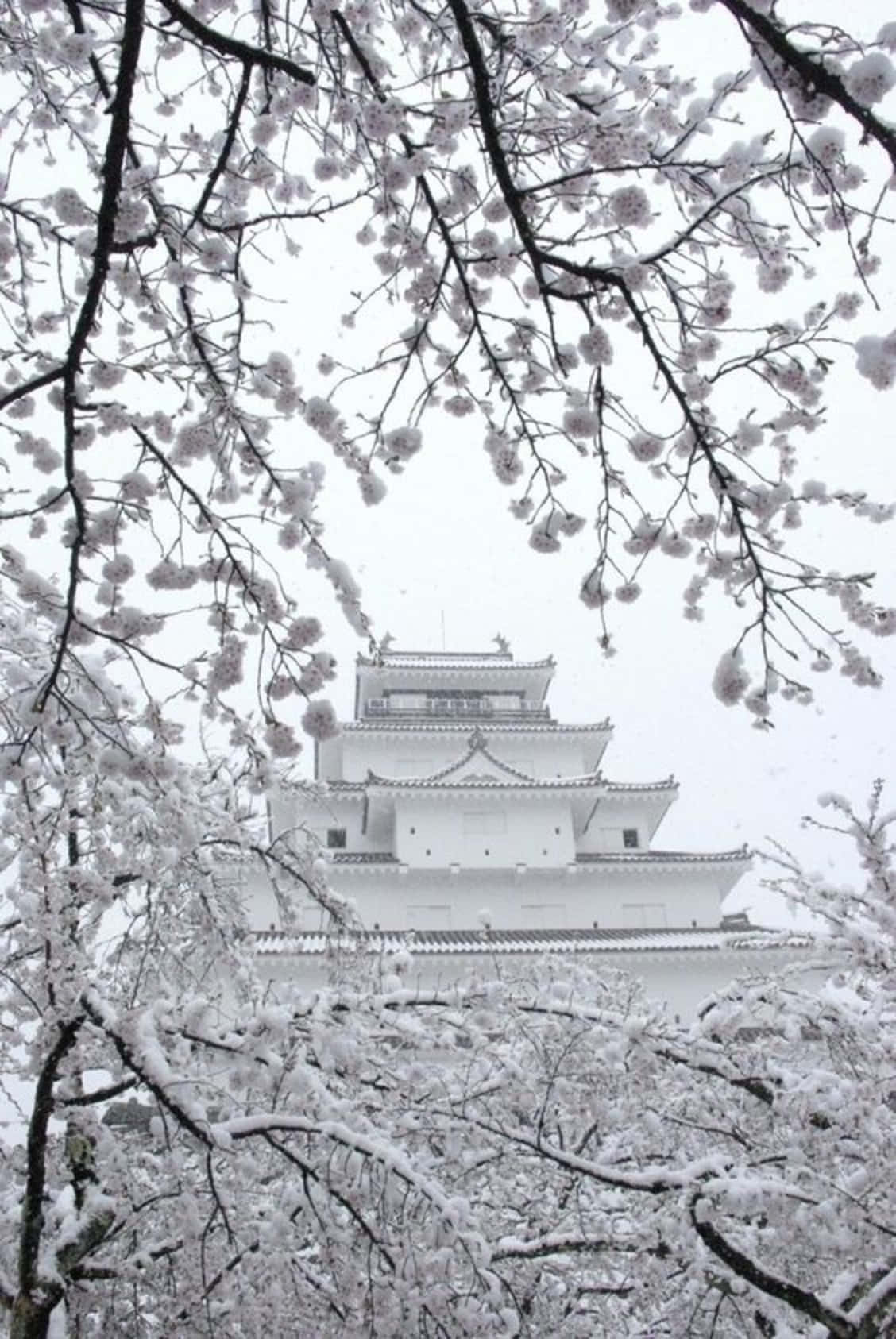 단순함 속의 아름다움을 담다 배경화면