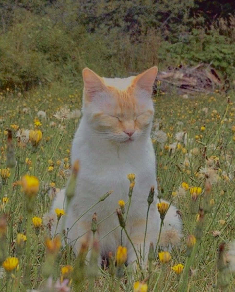 당당하게 하루를 시작할 준비가 된 장엄한 미적 고양이! 배경화면