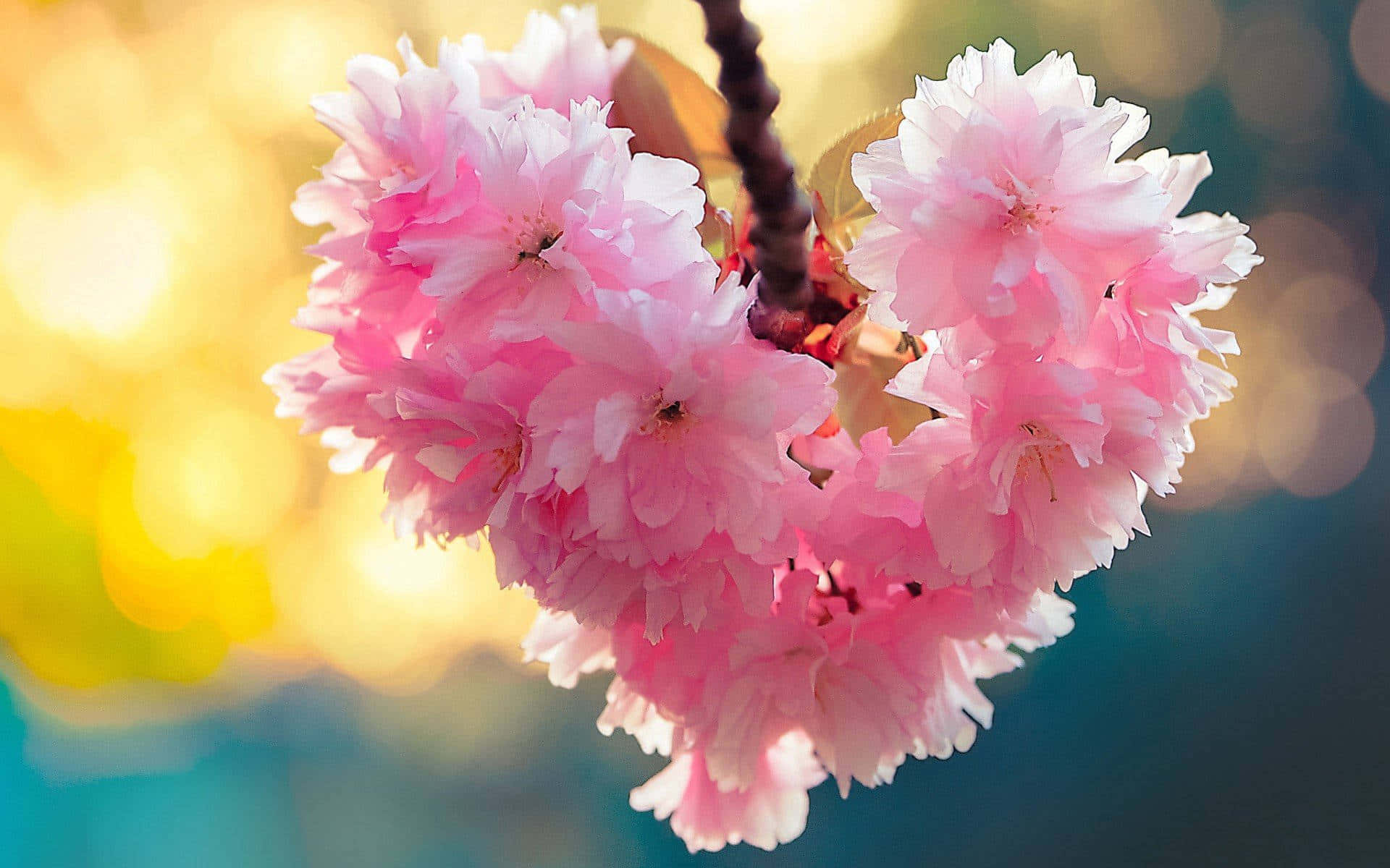 당신의 심장을 사랑하세요 배경화면