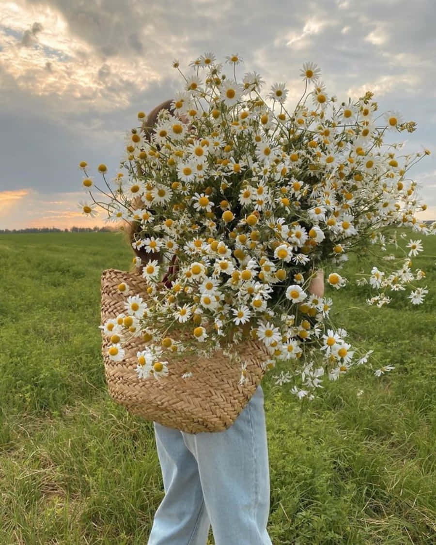 데이지 꽃을 가득 담은 바구니를 든 여성 배경화면