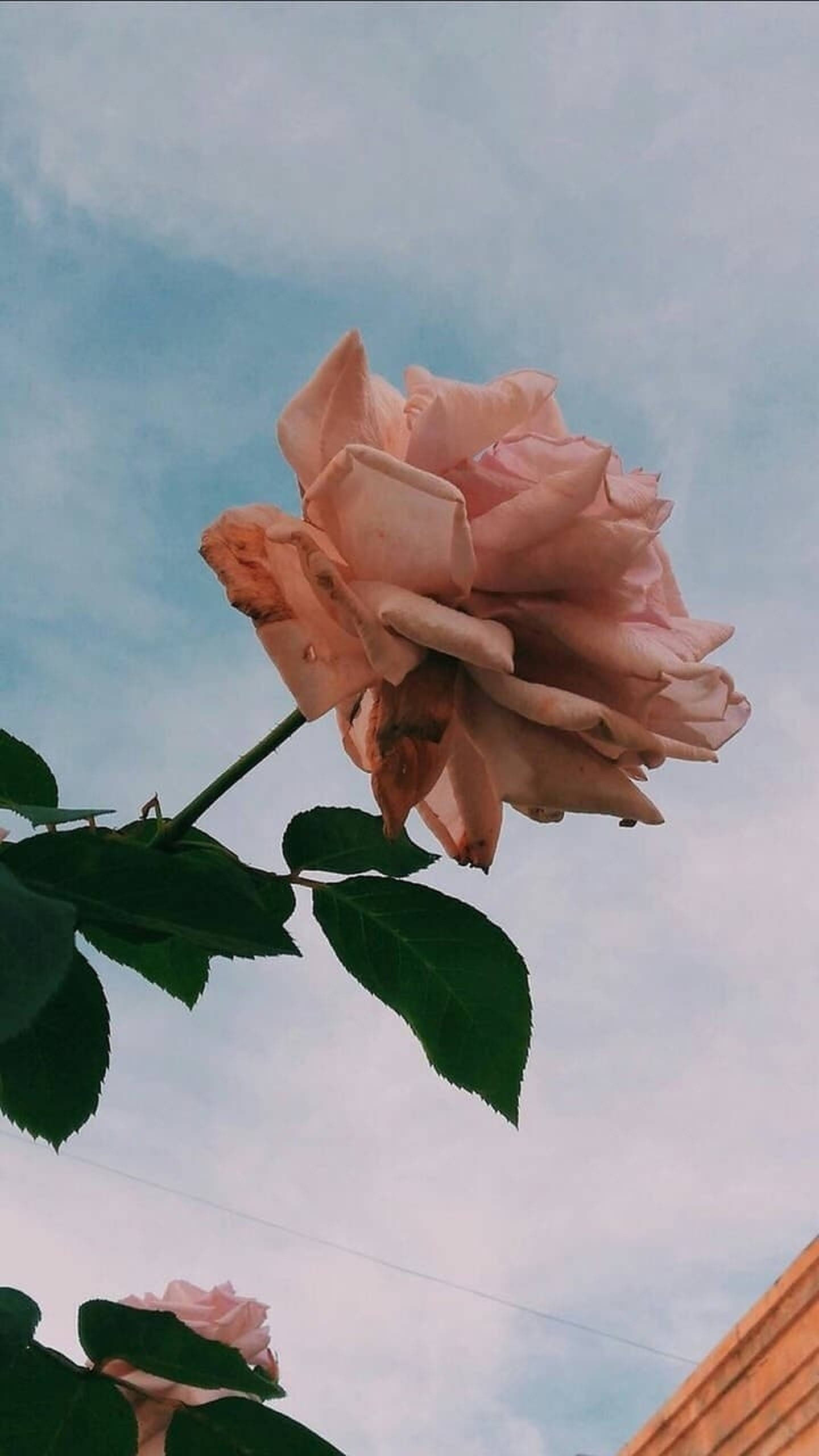 로즈 골드 미학 사진 배경화면