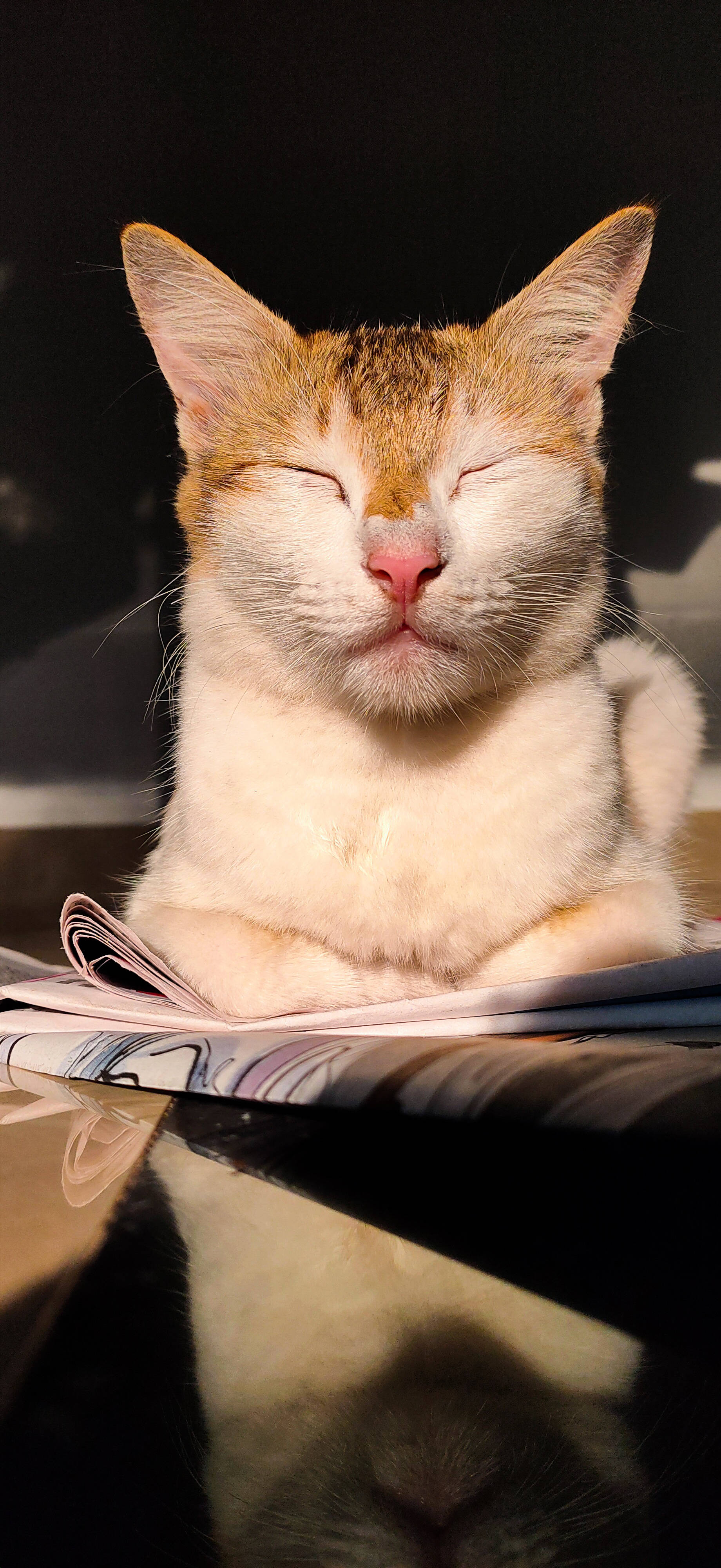 리얼미 졸린 고양이 배경화면