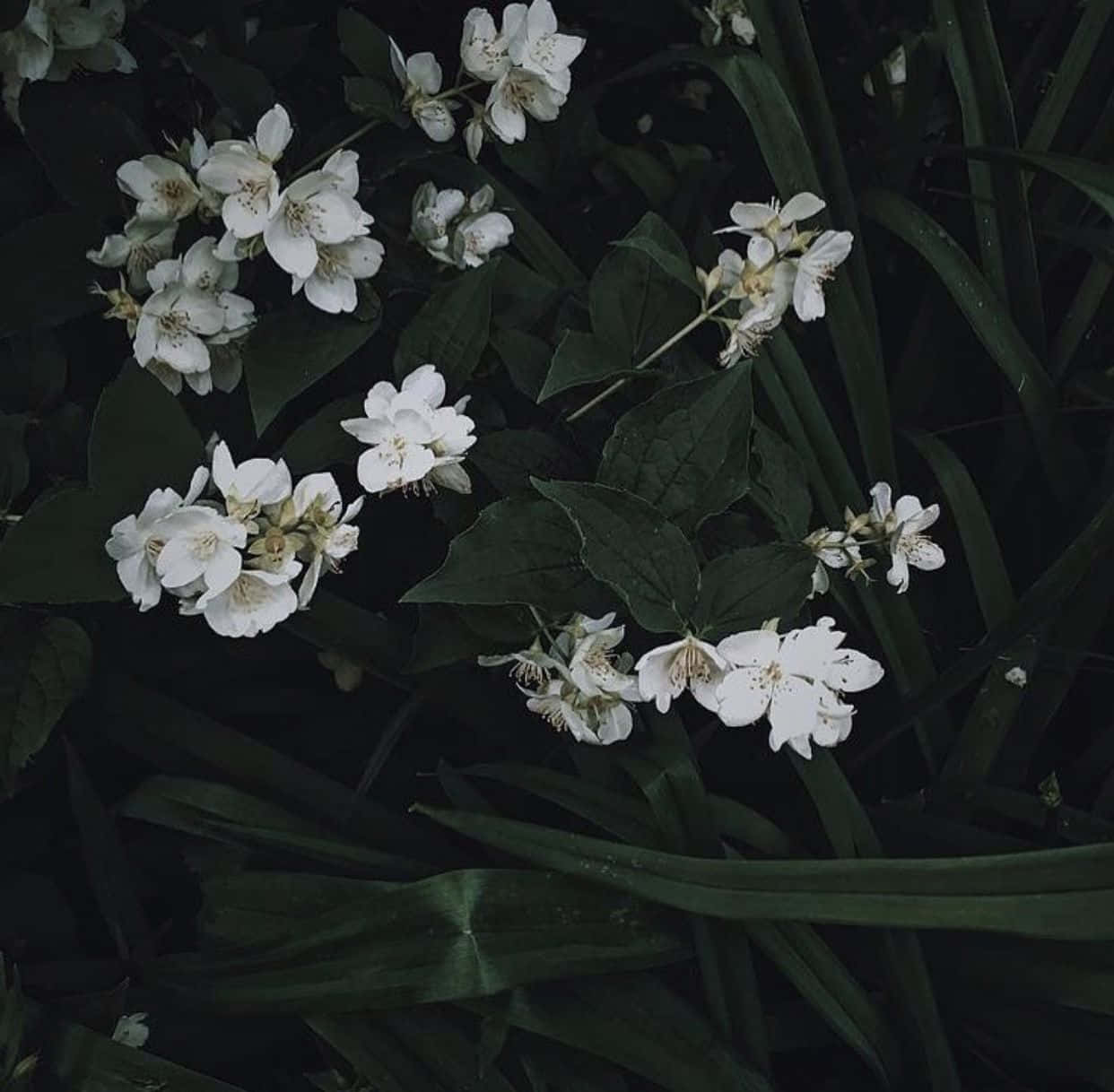 매혹적인 다크 그린 감성 배경 배경화면