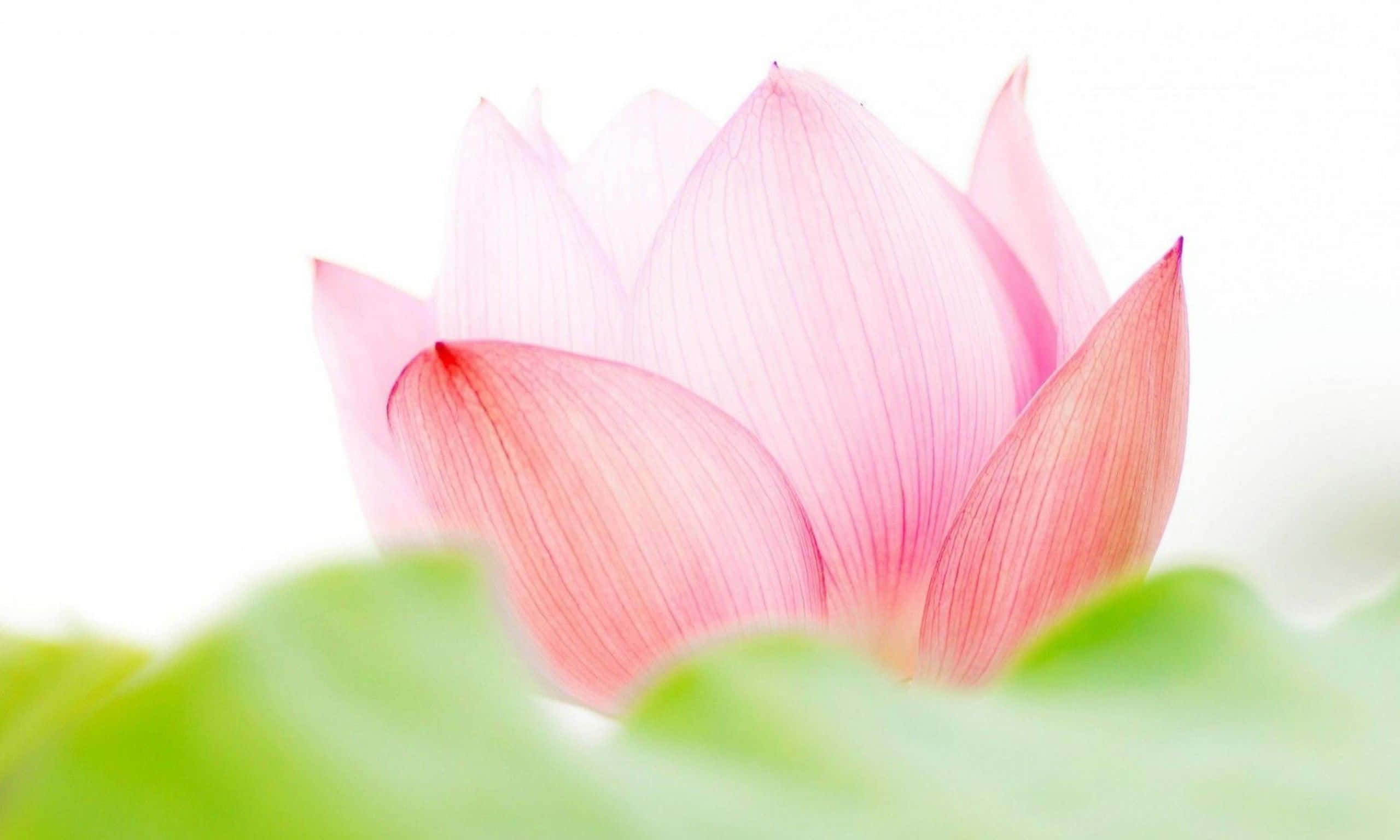 매혹적인 분홍 연꽃 배경화면