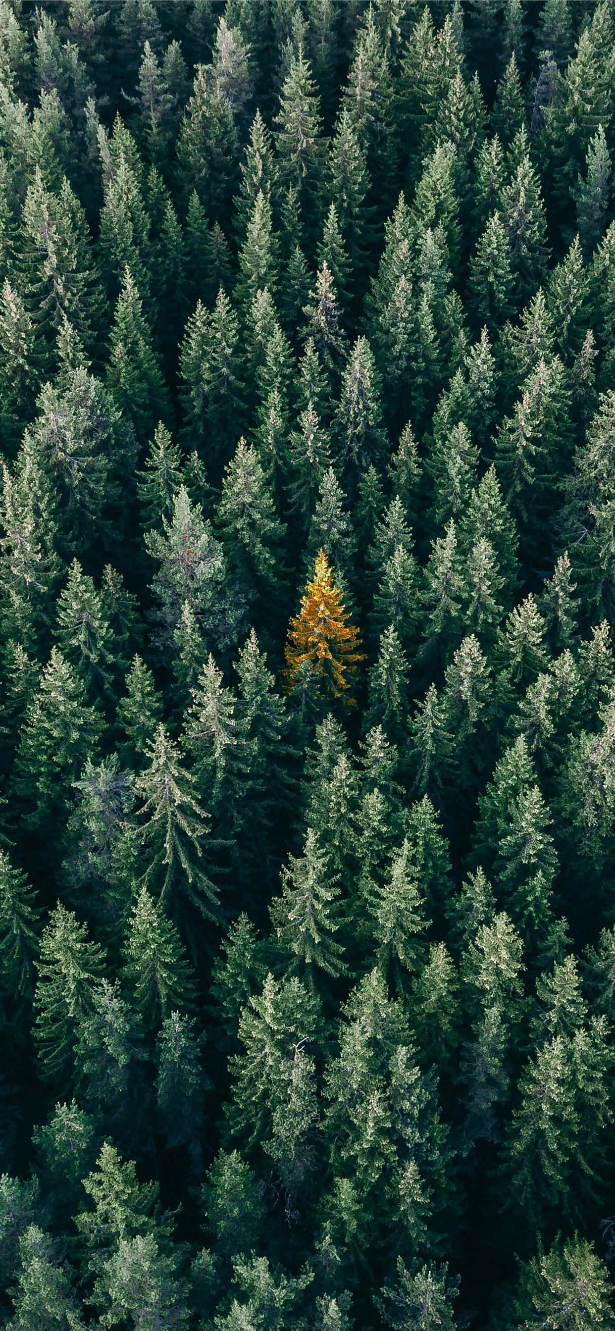 멋진 Trees iPhone 배경화면에서 자연이 살아납니다 배경화면