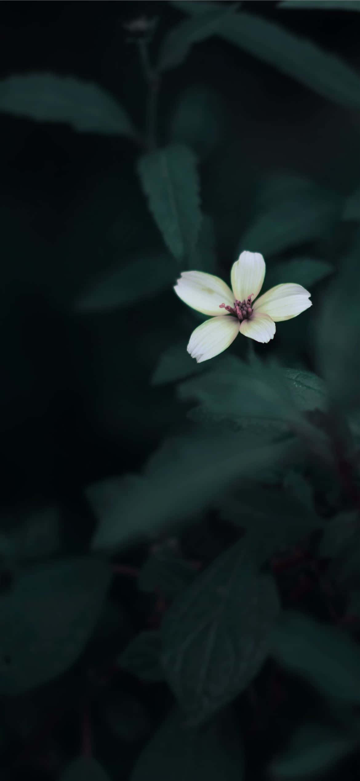 미니멀리즘 디자인의 감성적인 아이폰 배경화면