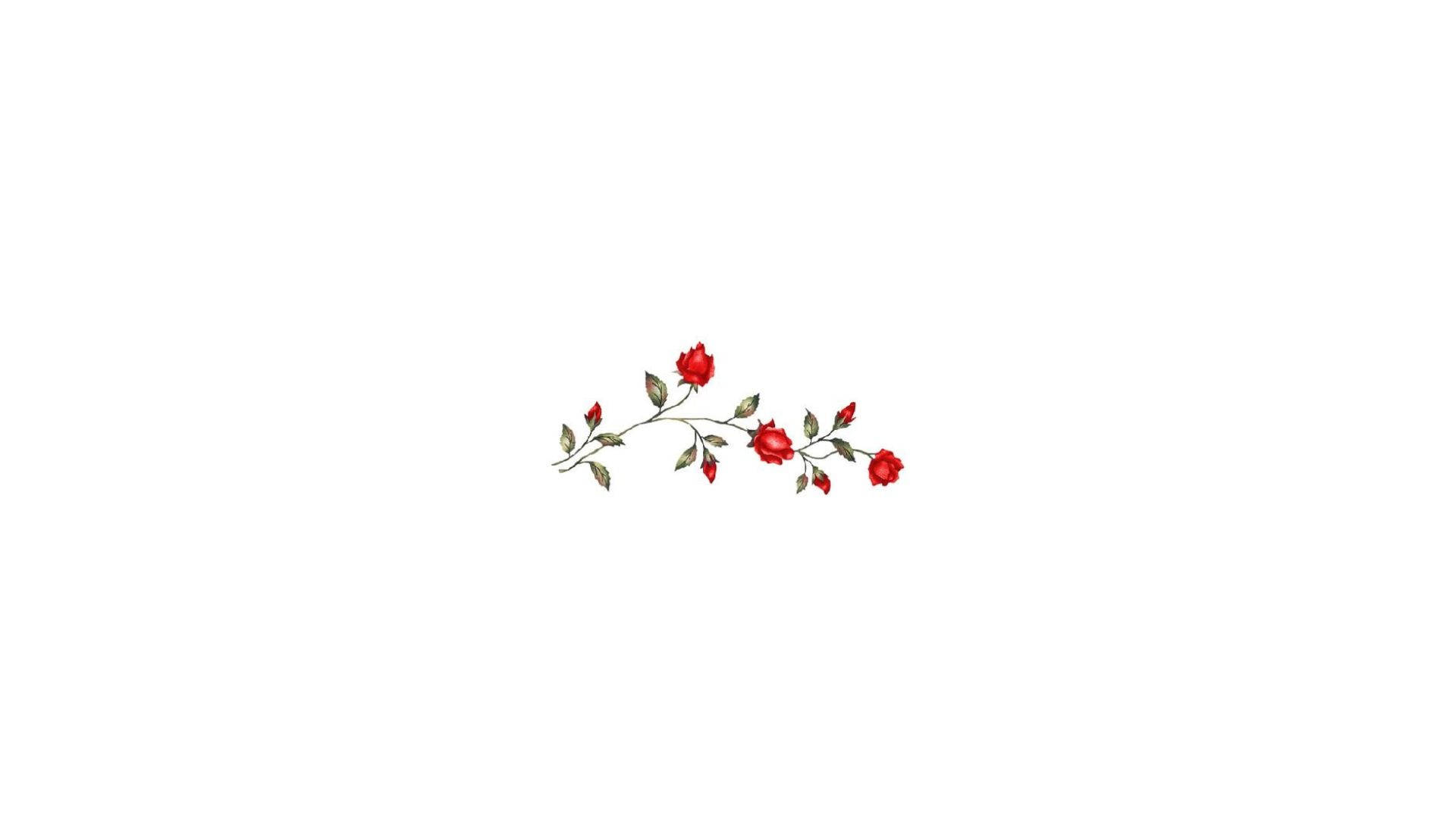 미적 흰색 배경의 붉은 장미 배경화면