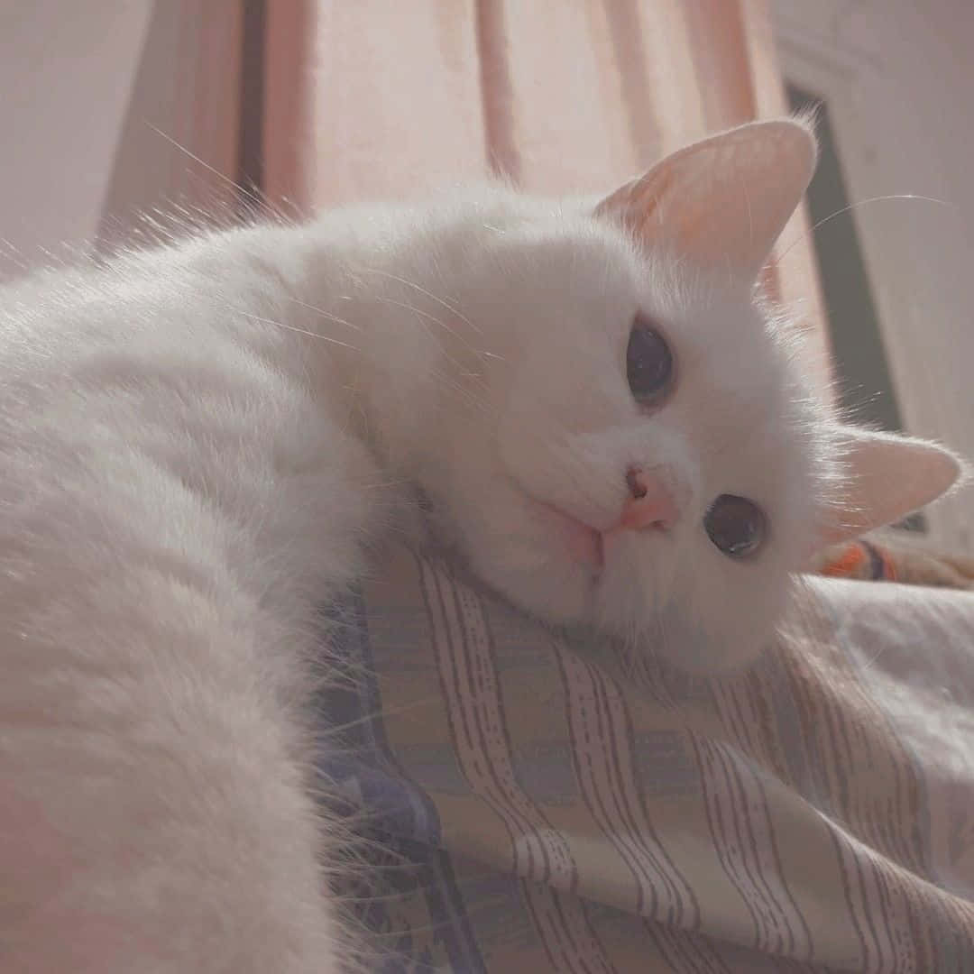미지의 세계를 응시하는 고양이 배경화면