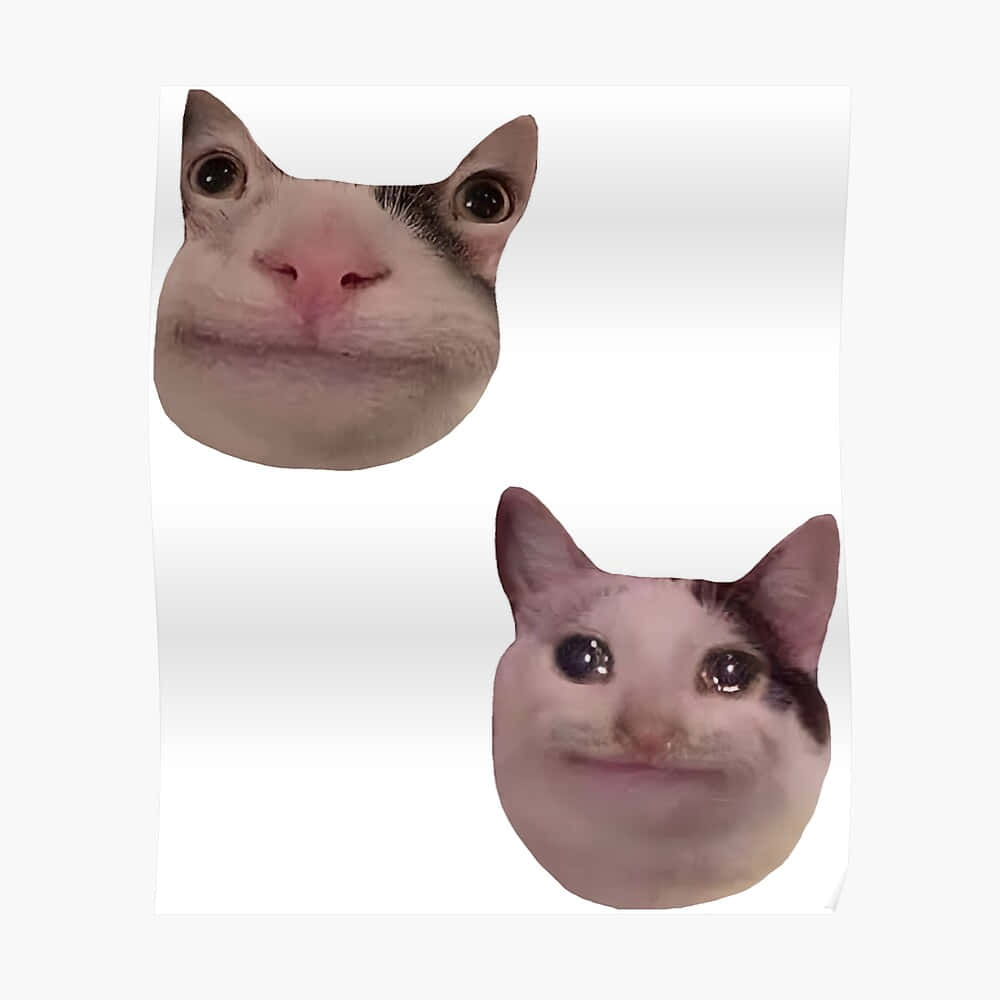 밈 고양이 웃긴 디스코드 프로필 사진 배경화면