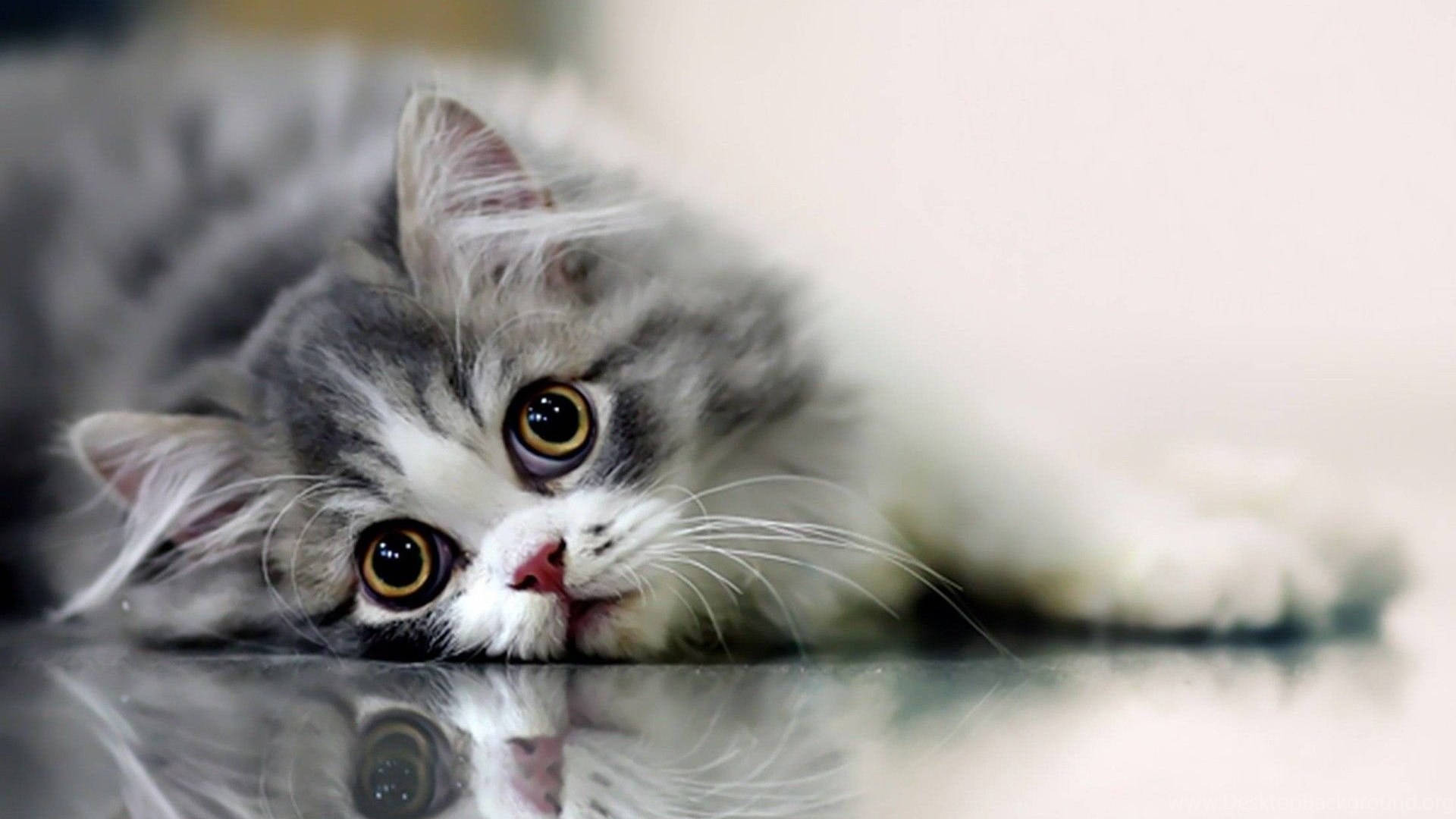 반짝이는 바닥 위 아름다운 고양이 배경화면