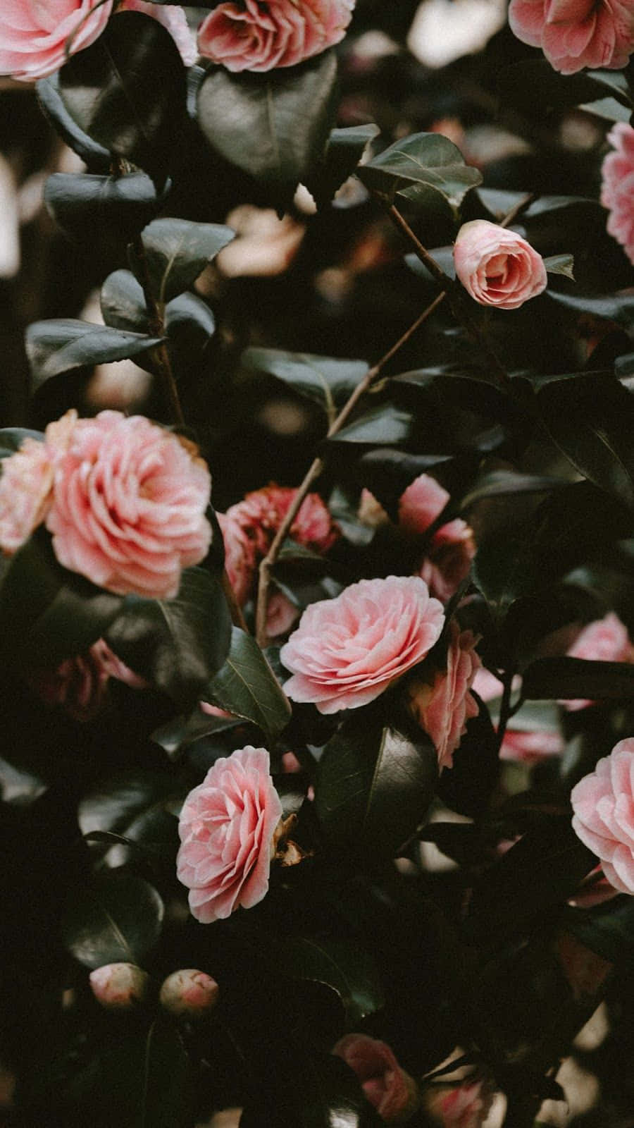 밝은 분홍색 꽃이 만발한 봄 풍경 배경화면